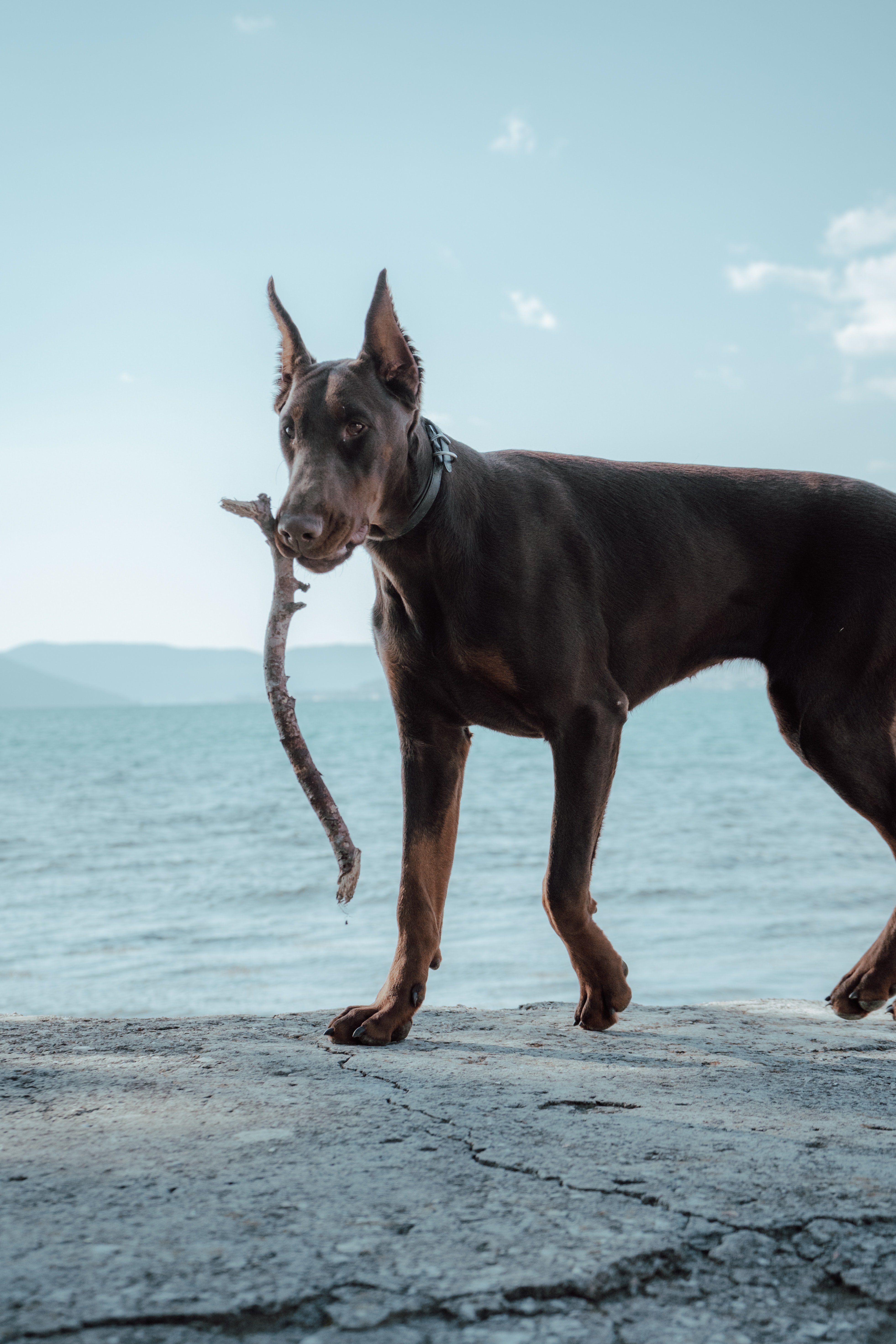 Dobermann Photo, Download The BEST Free Dobermann & HD Image