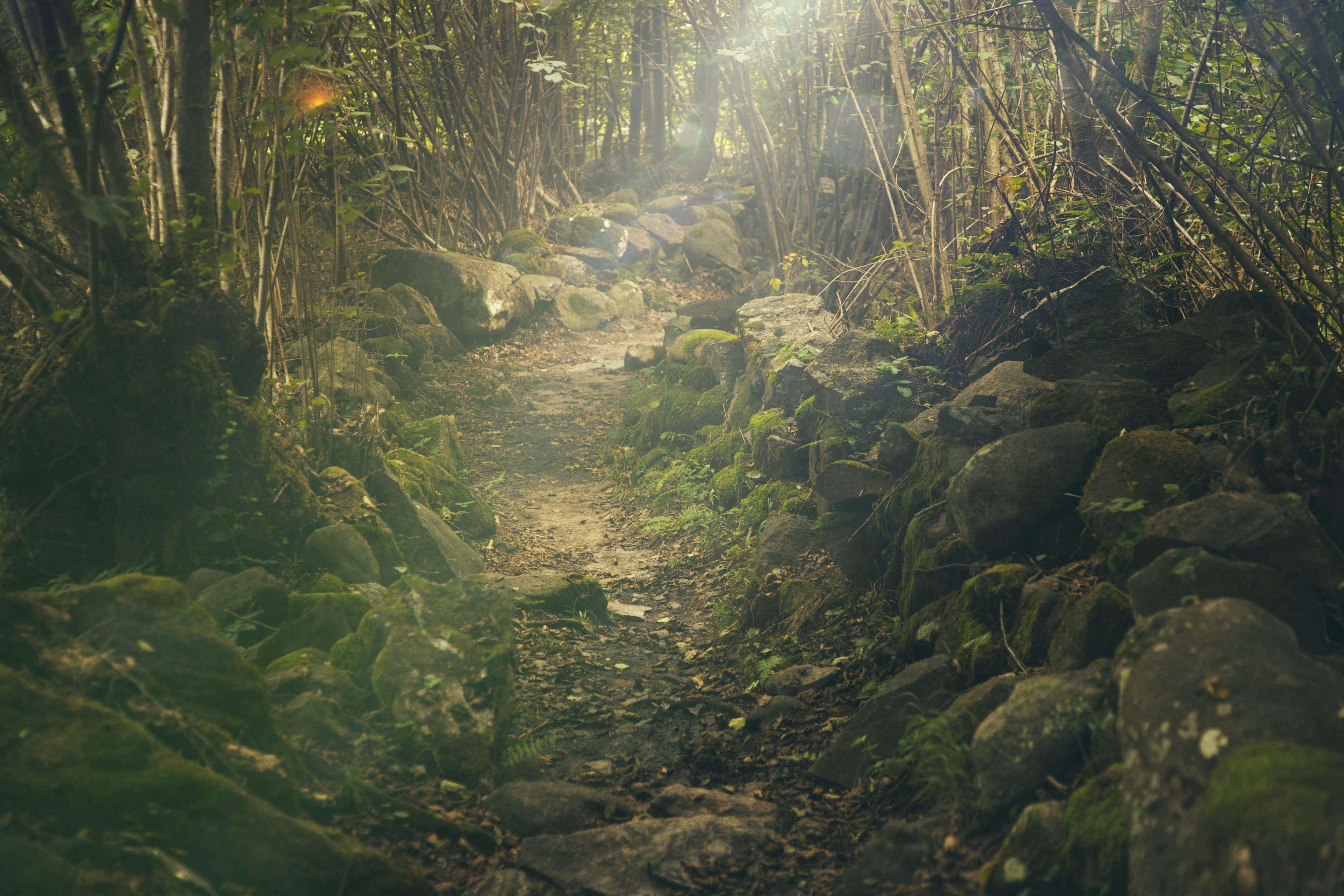 Wallpaper / forest path mystical rocks fairytale sunlight 4k wallpaper free download