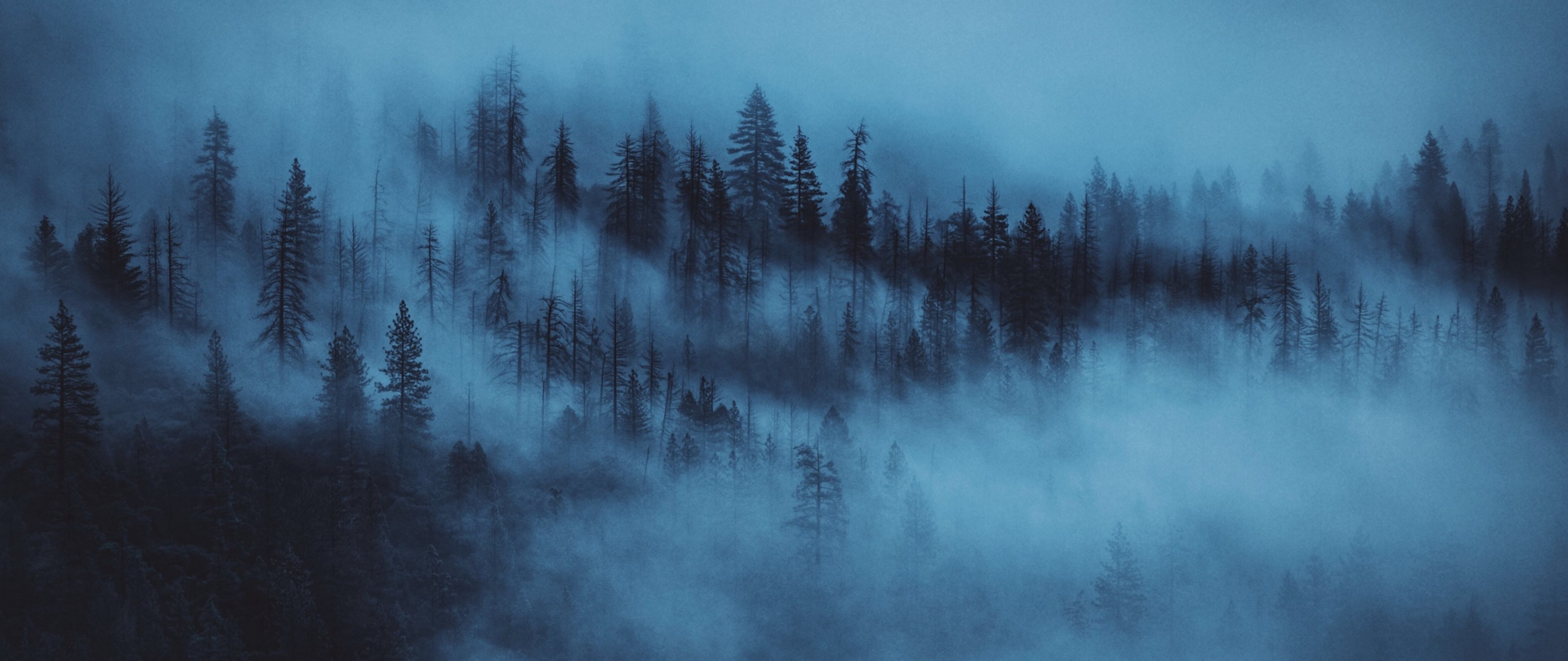 Night at a foggy forest HD Wallpaper 4K Ultra HD Wide TV