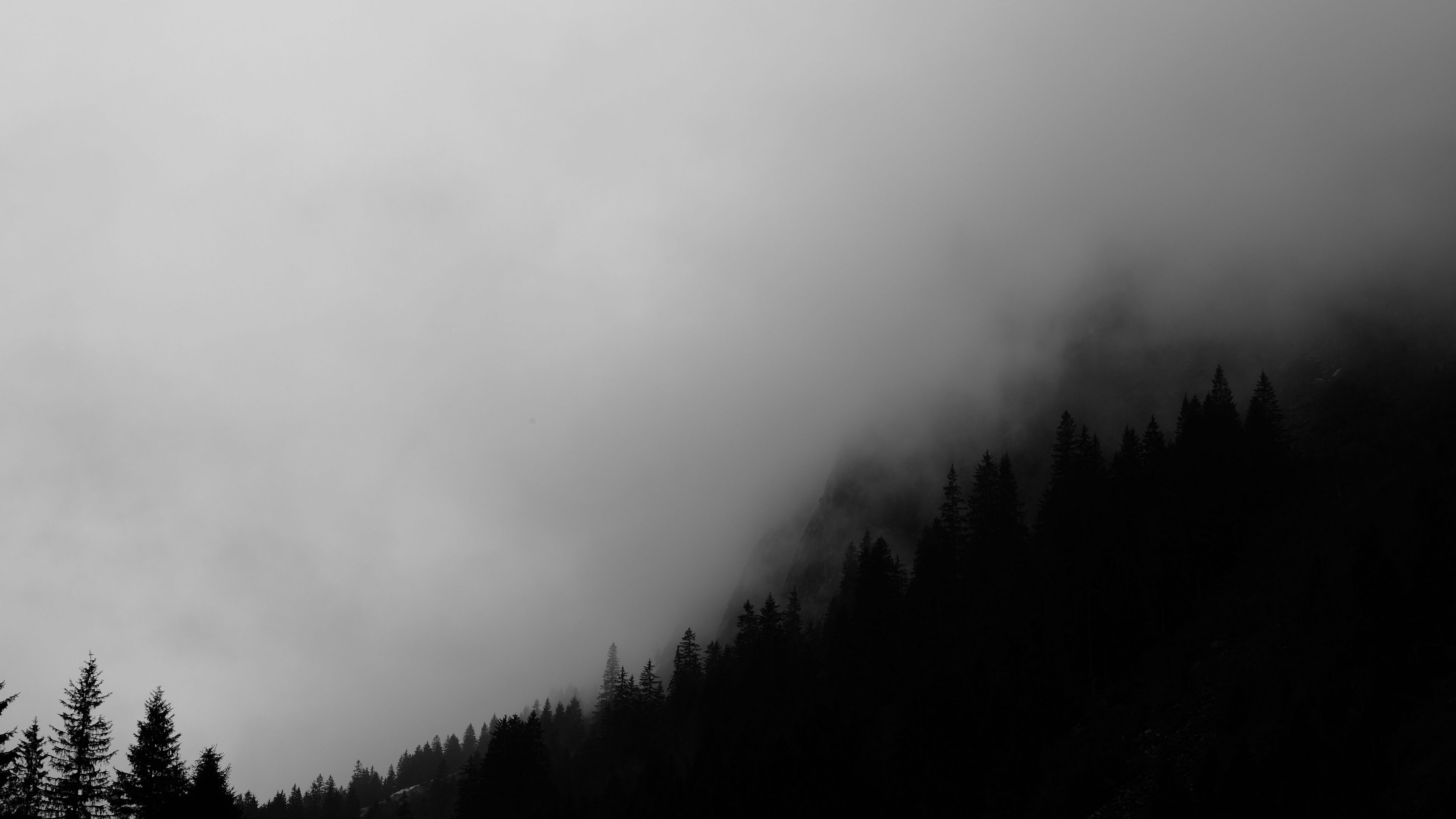 Download wallpaper 3840x2160 trees, fog, forest, bw, black 4k uhd 16:9 HD background