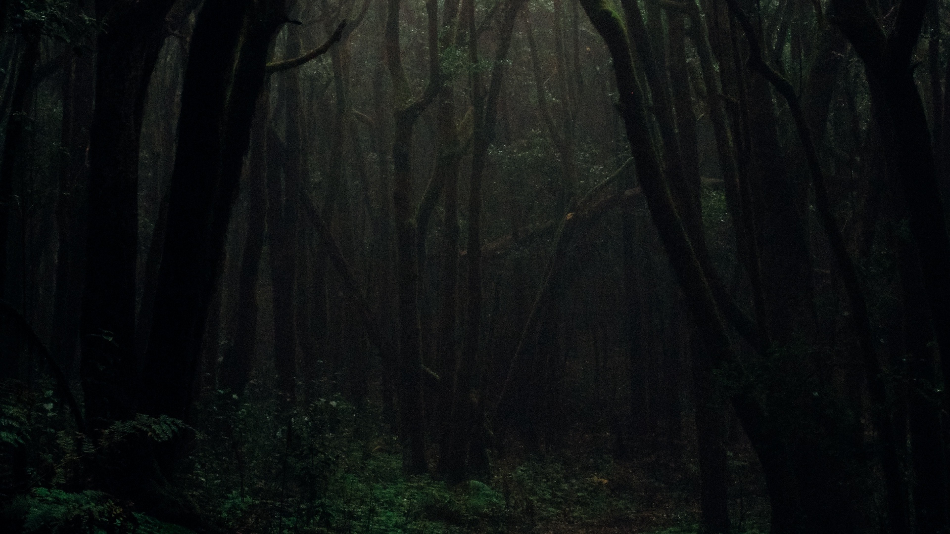 Dark foggy forest HD Wallpaper 4K Ultra HD