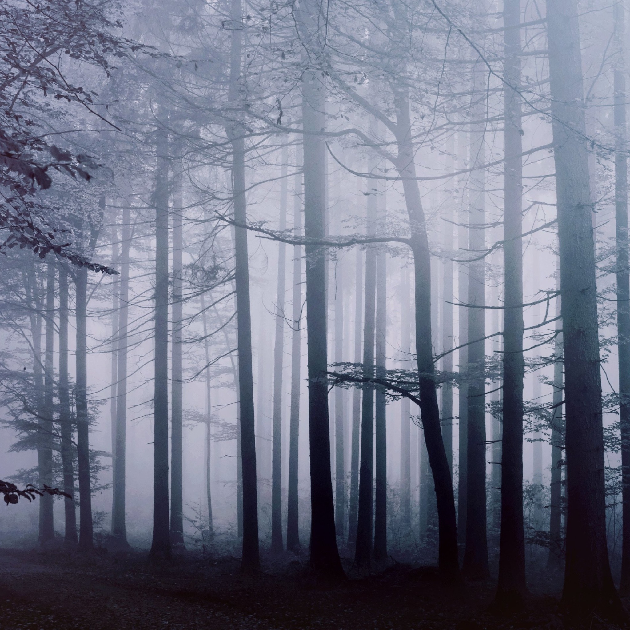 Wallpaper 4k Fog Forest Morning 4k Wallpaper