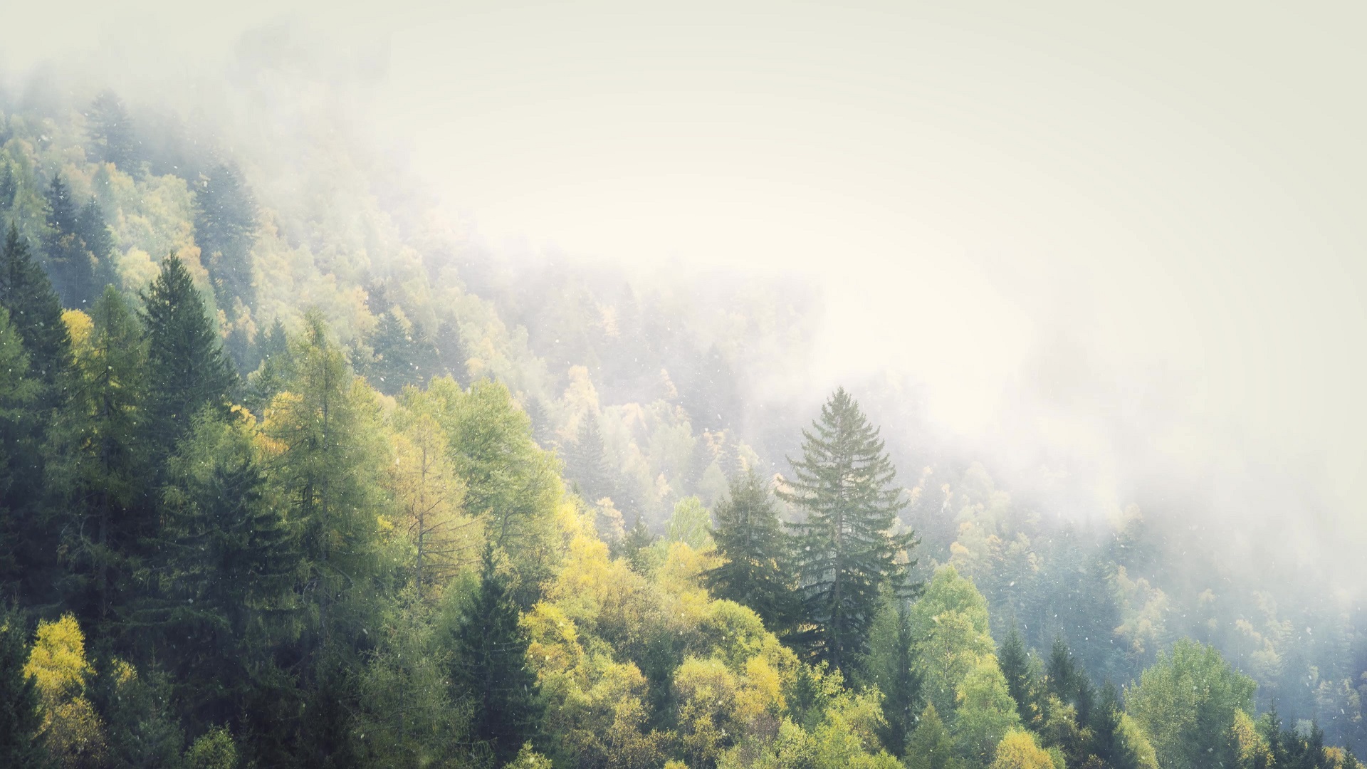 Winter In The Foggy Forest Live Wallpaper