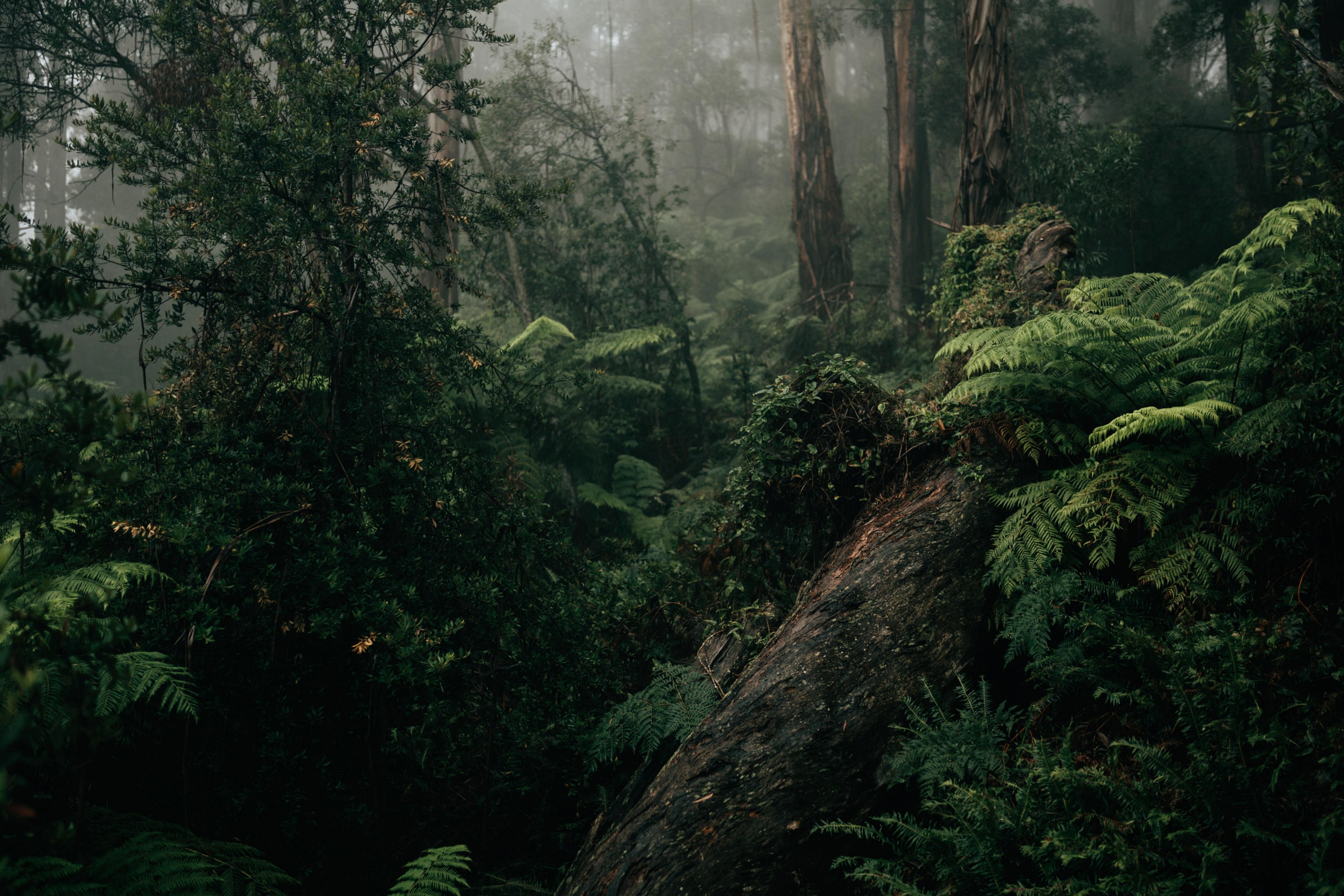 a misty forest scene 4k HD Wallpaper