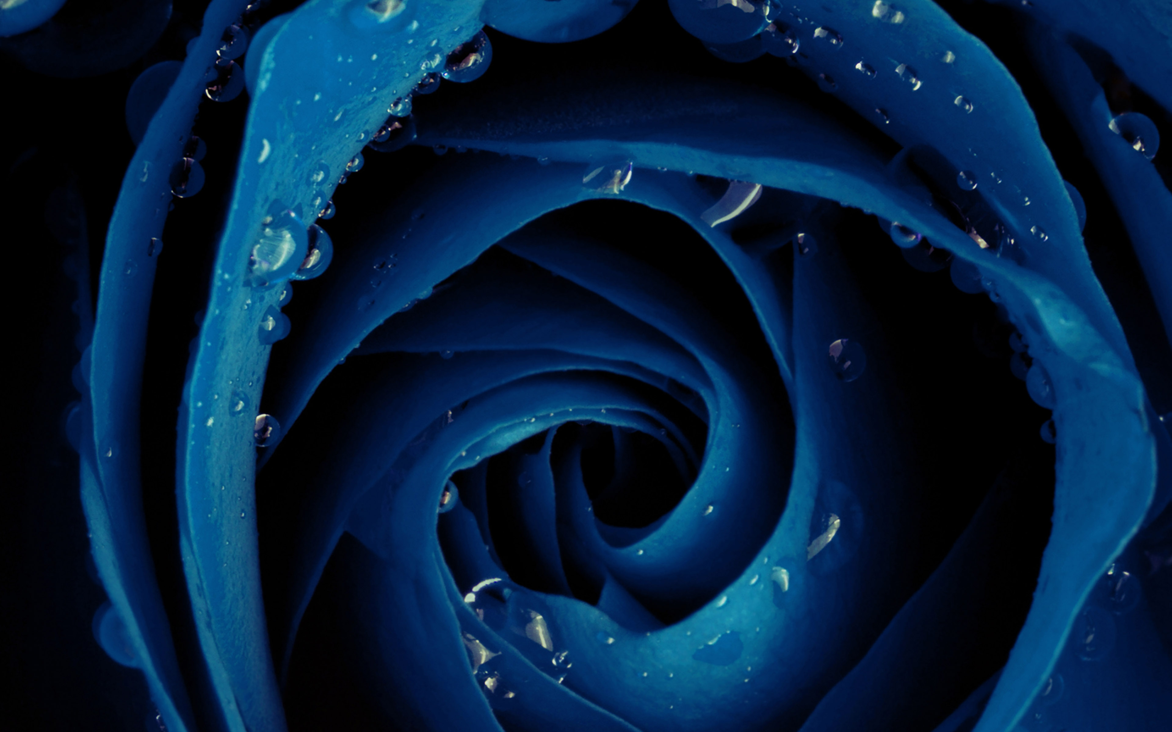 wallpaper for desktop, laptop. beautiful blue rose flower nature