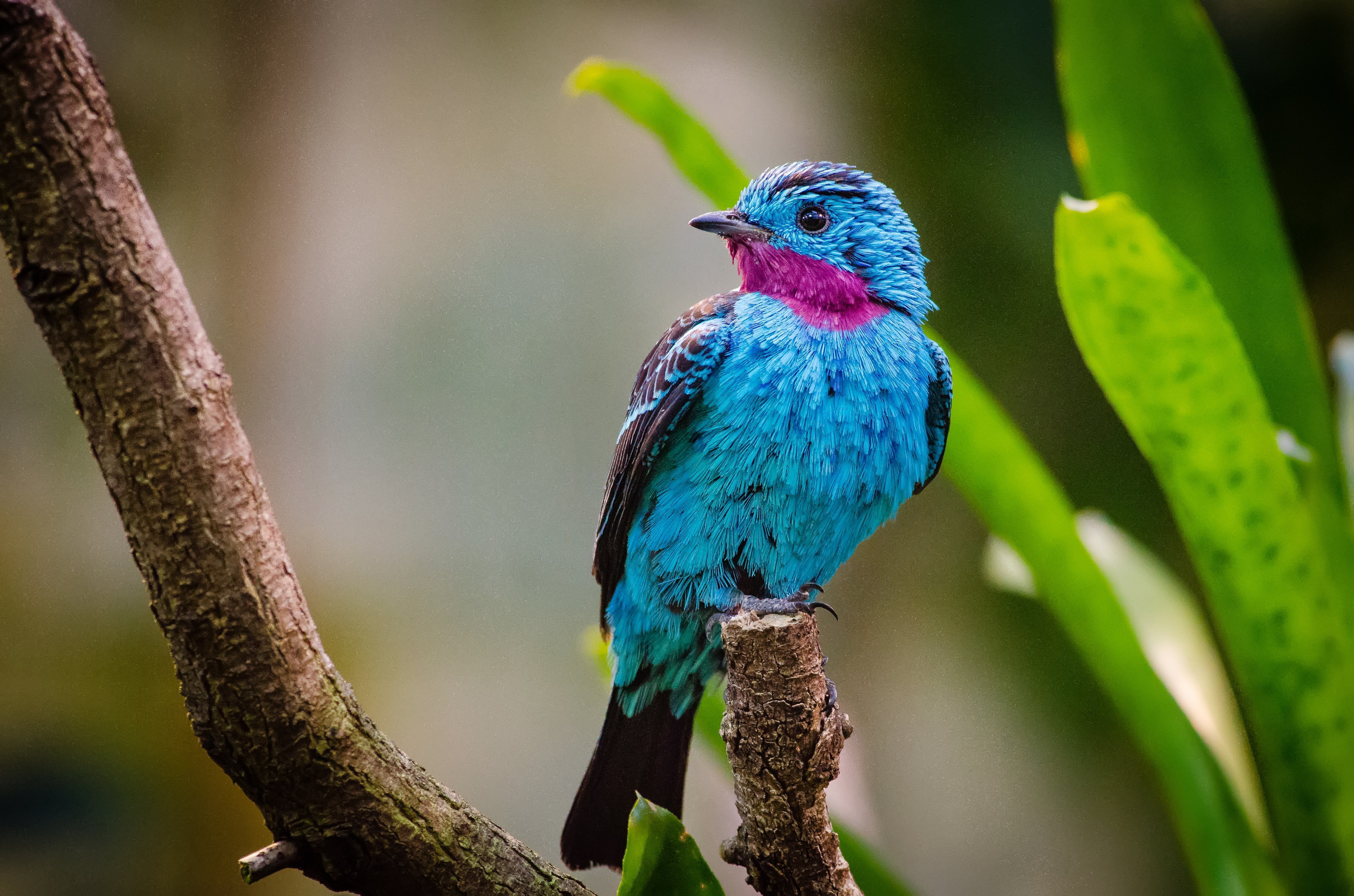 Spangled cotinga, Amazon Rainforest, 4K