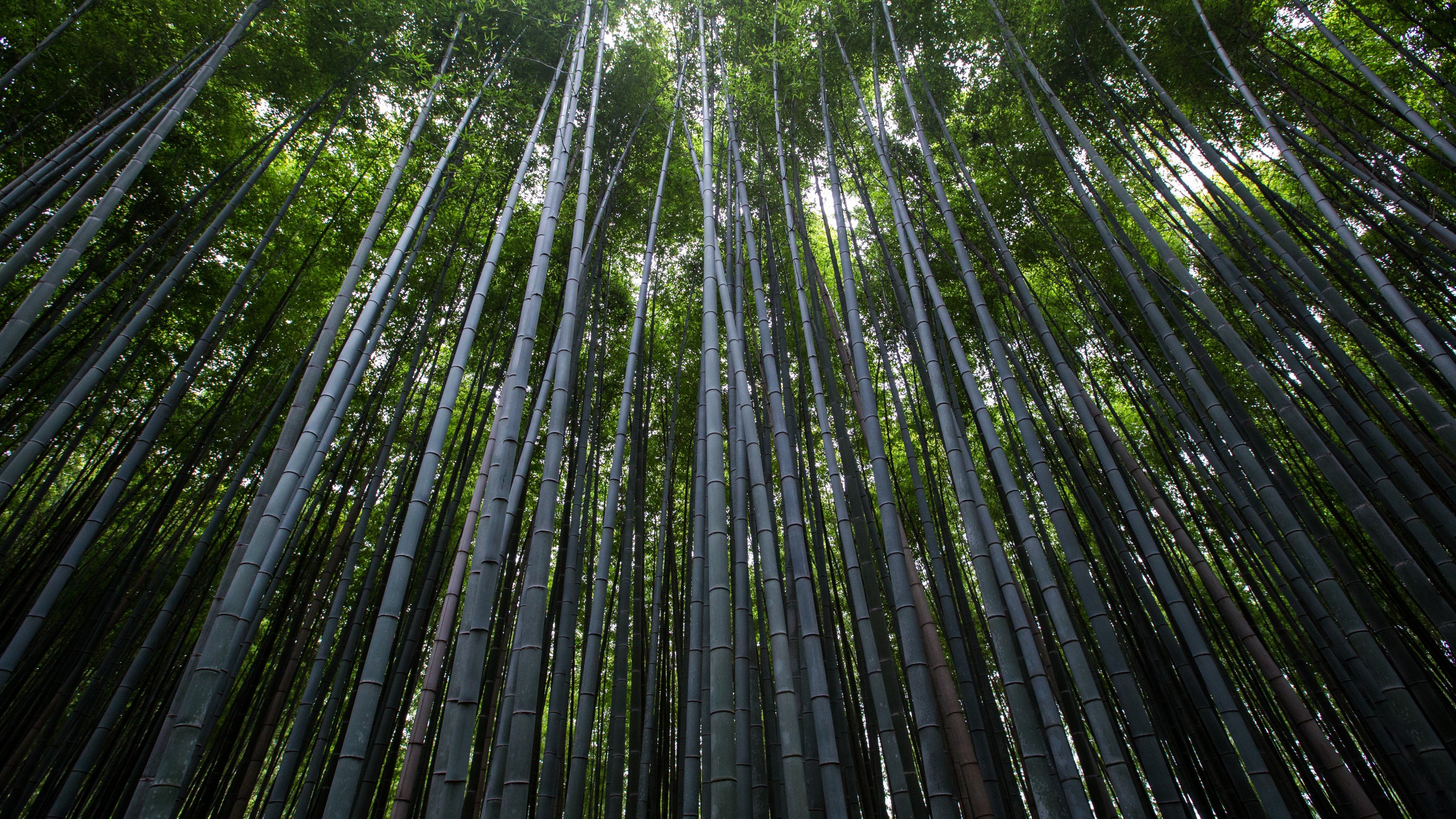 Bamboo Grove Wallpaper 4K, Green background, Green leaves