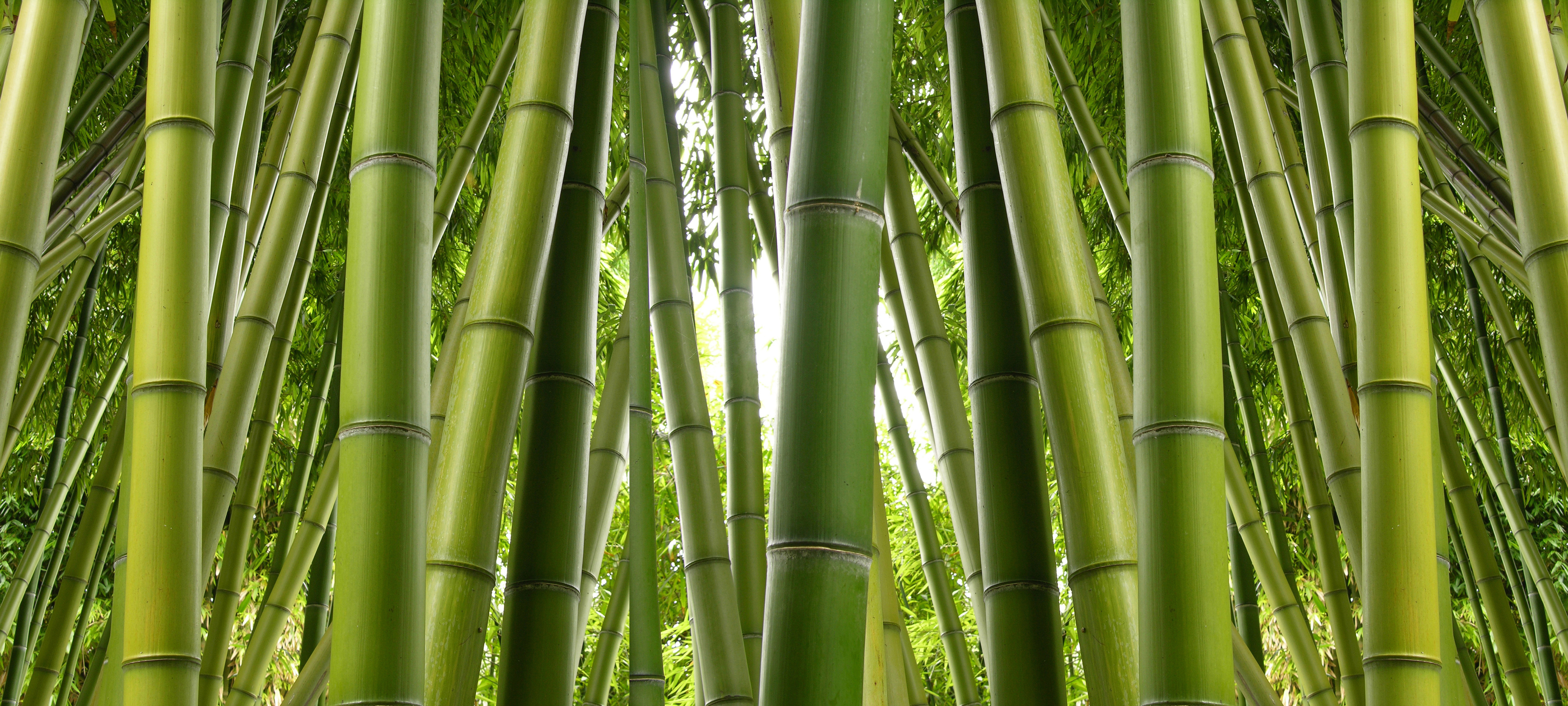 Nature Bamboo 4k Ultra HD Wallpaper