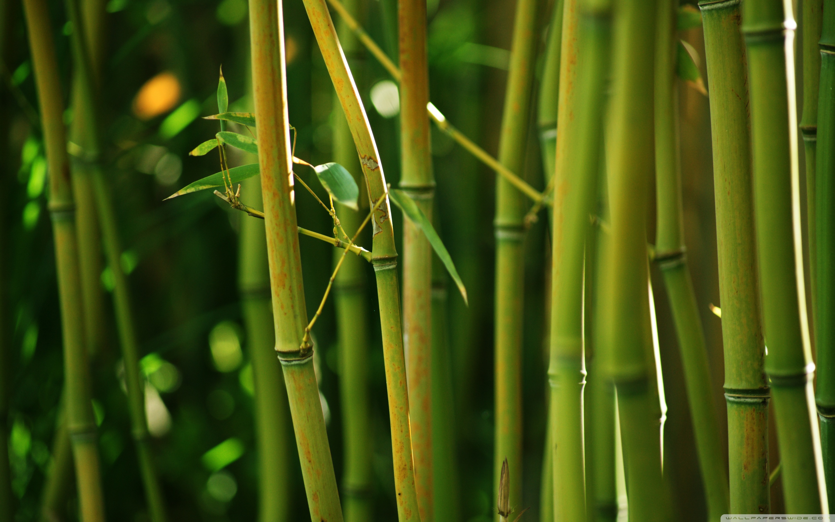 Bamboo Stems Ultra HD Desktop Background Wallpaper for 4K UHD TV, Tablet