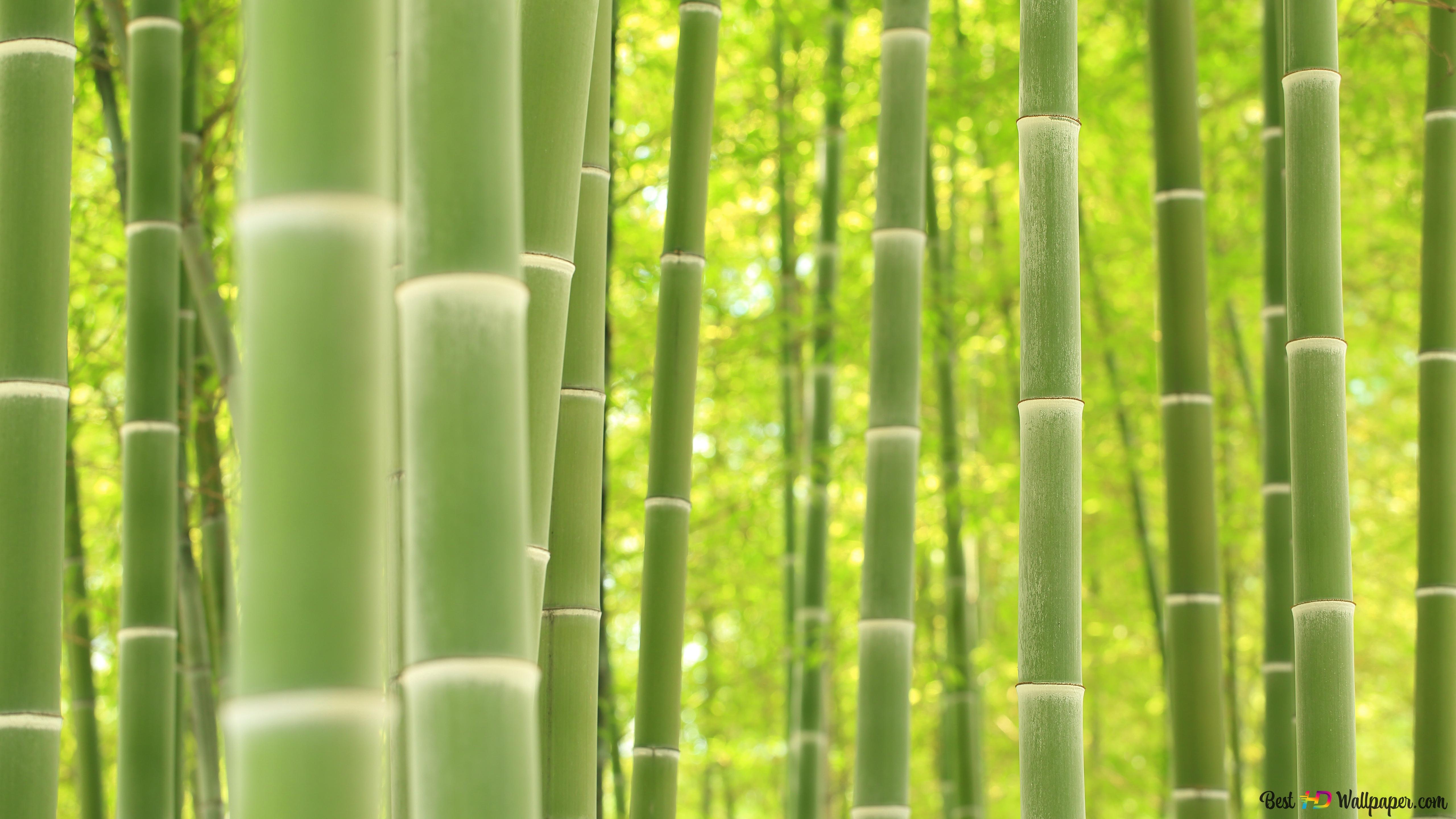 Bamboo Bush 4K wallpaper download