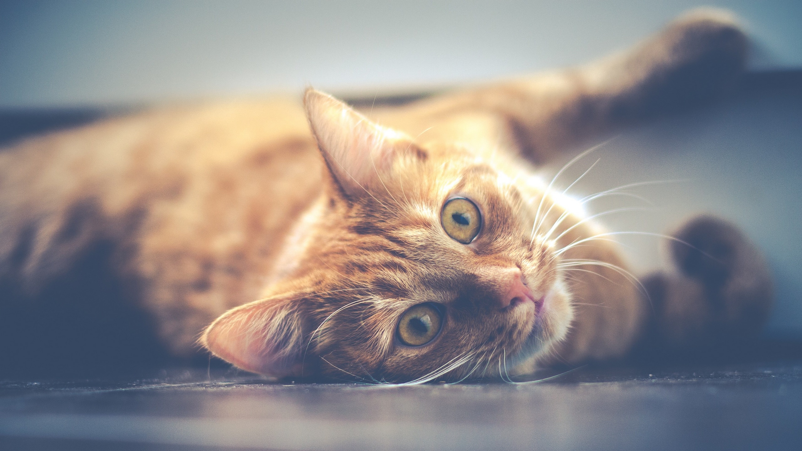 Wallpaper / cat pet lying red animal cute cute cat portrait 4k wallpaper free download