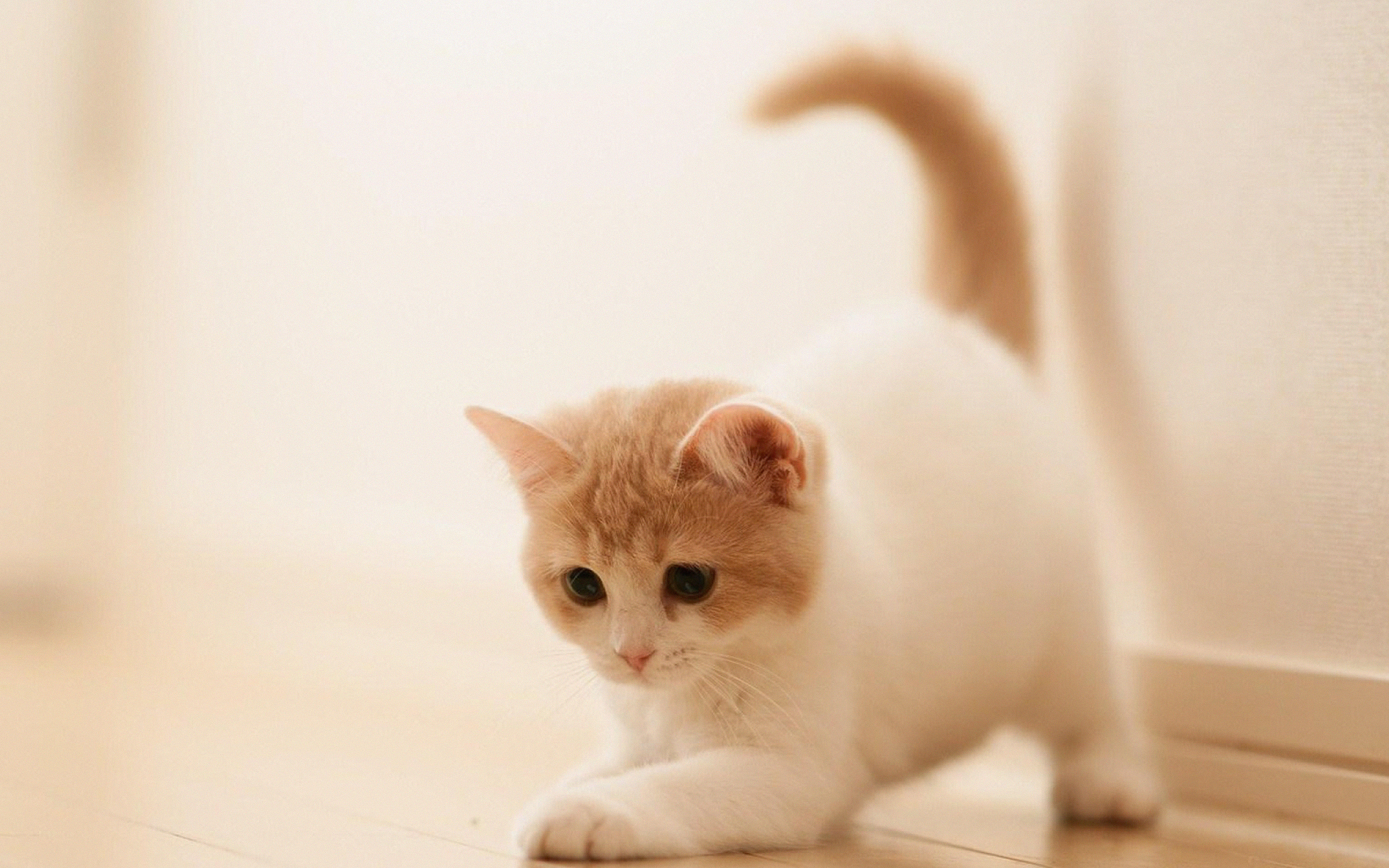 wallpaper for desktop, laptop. cute cat kitten animal