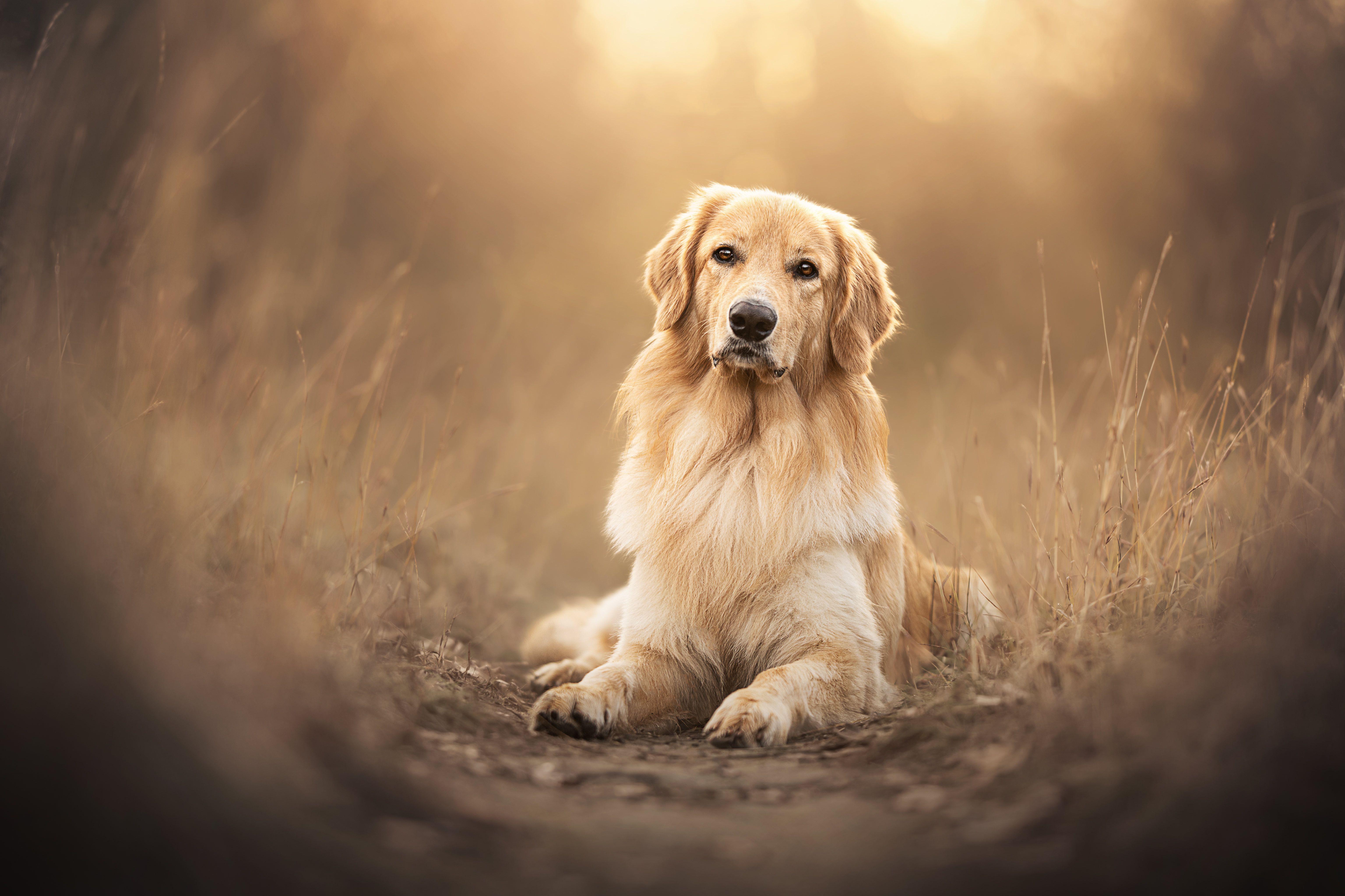 4K Golden Retriever Wallpaper and Background Image