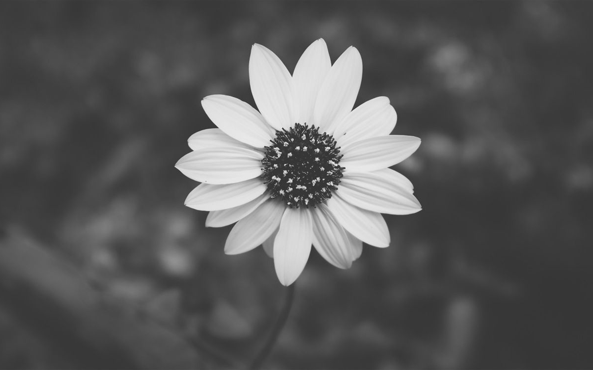Grey Aesthetic Wallpaper for Desktop