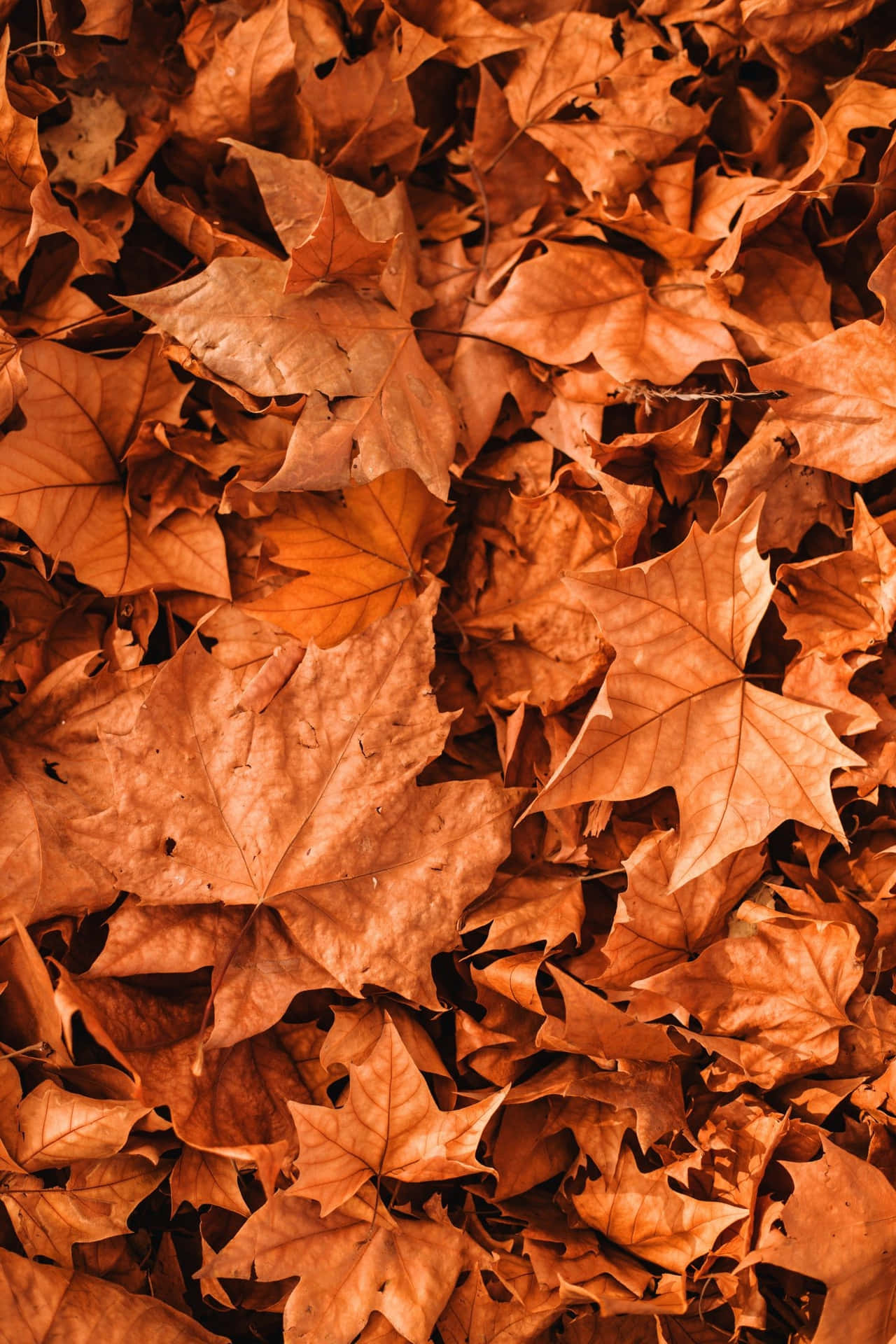 Simple Fall Background