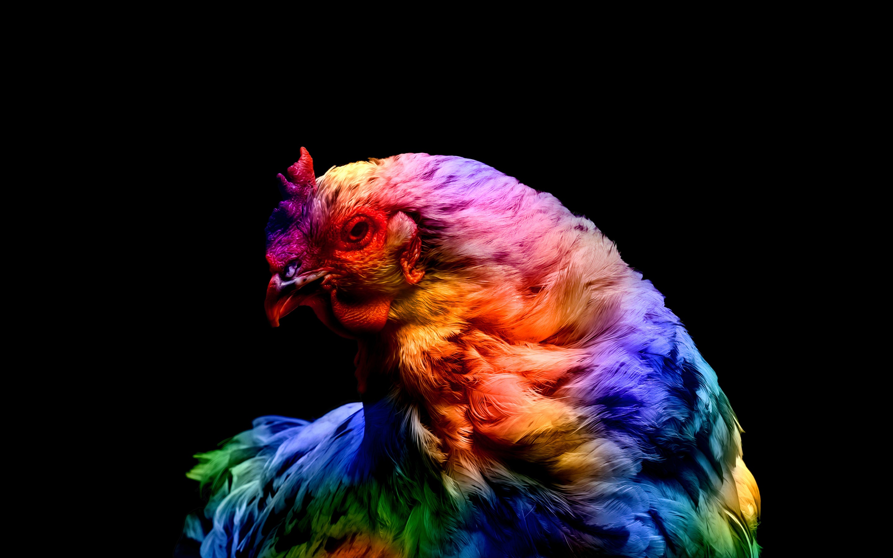 Chicken Wallpaper 4K, Colorful, Black background