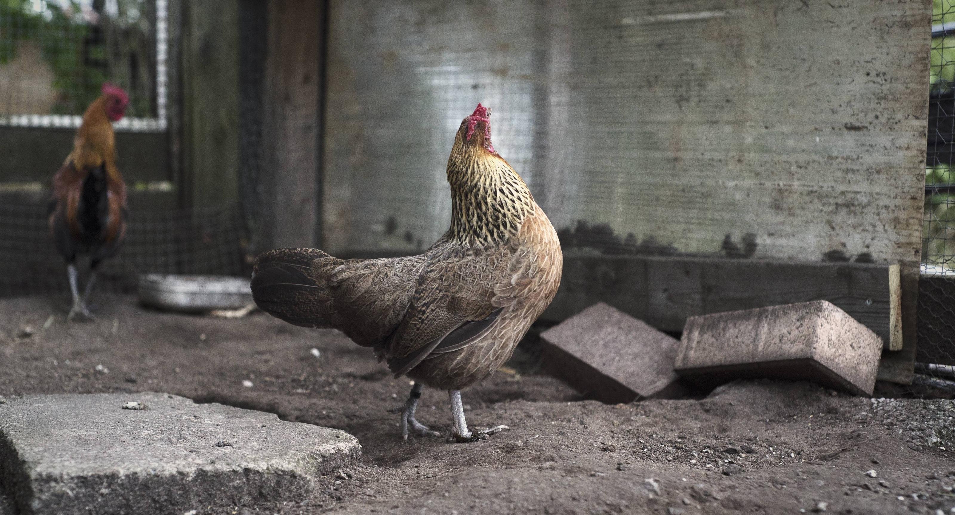 Chicken 4K wallpaper for your desktop or mobile screen free and easy to download