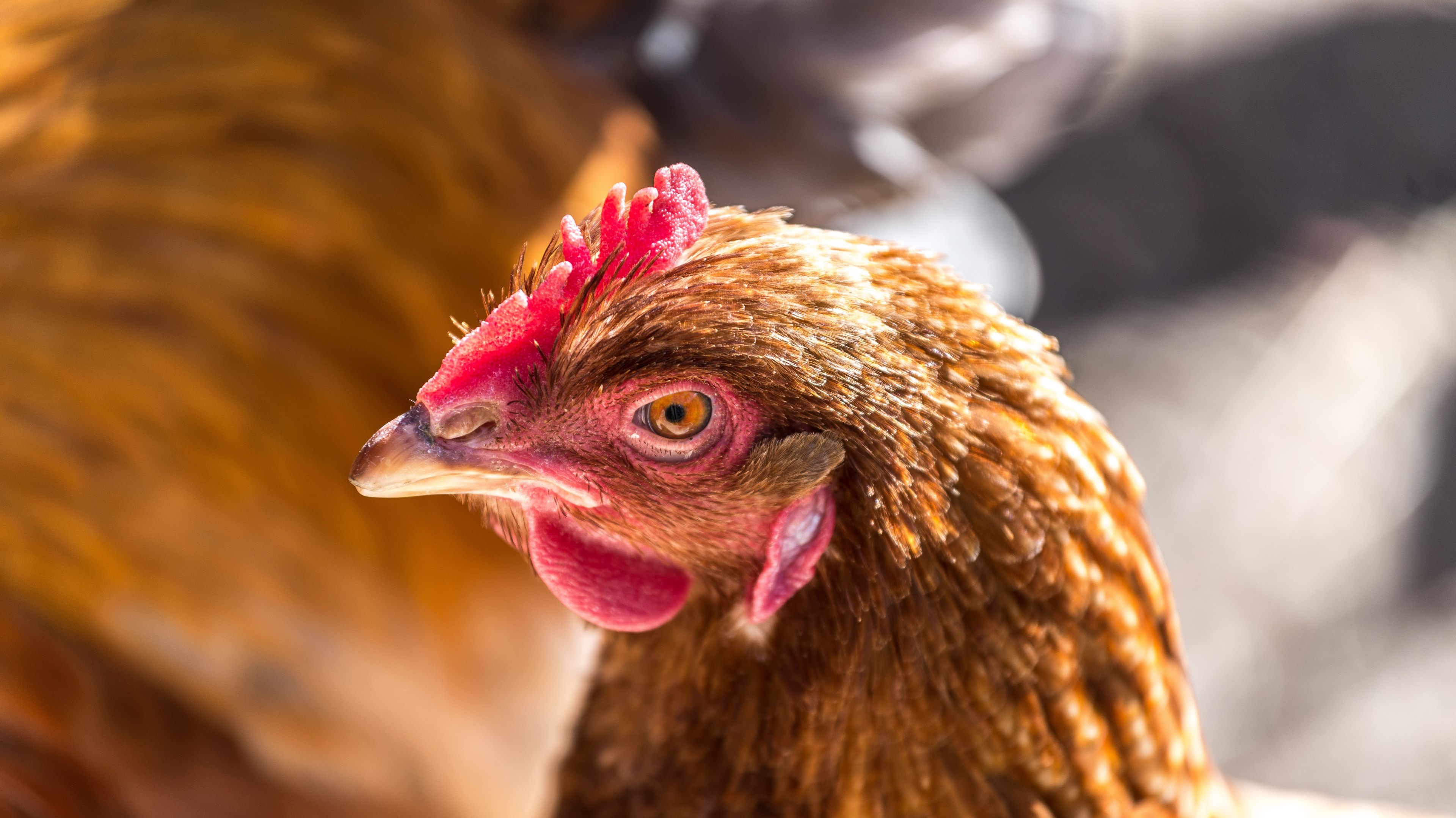 Wallpaper / rooster and chicken HD 4k wallpaper free download