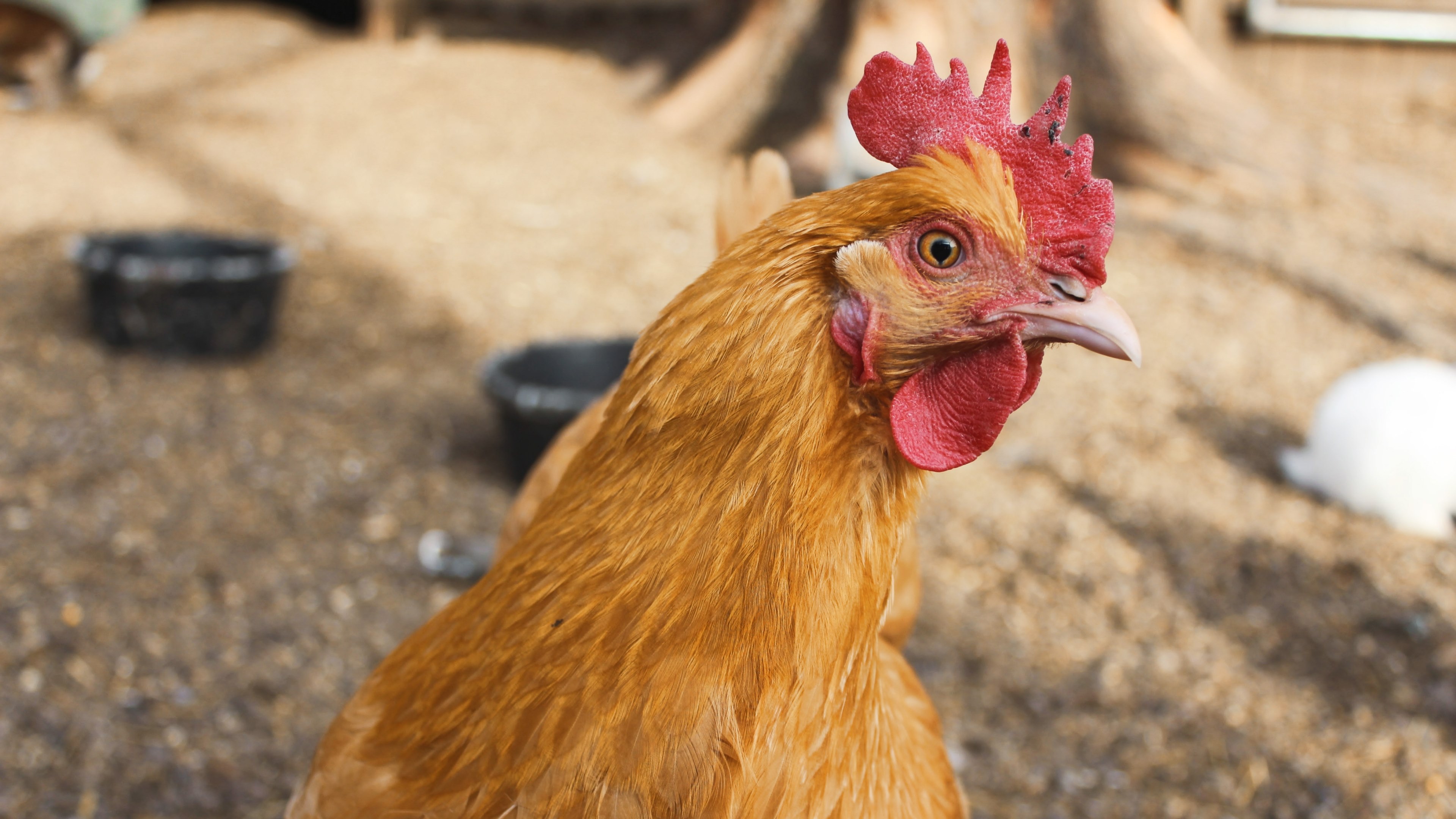 Wallpaper / chicken turning its head by a feeding ground by a tree, chicken its turning head 4k wallpaper free download