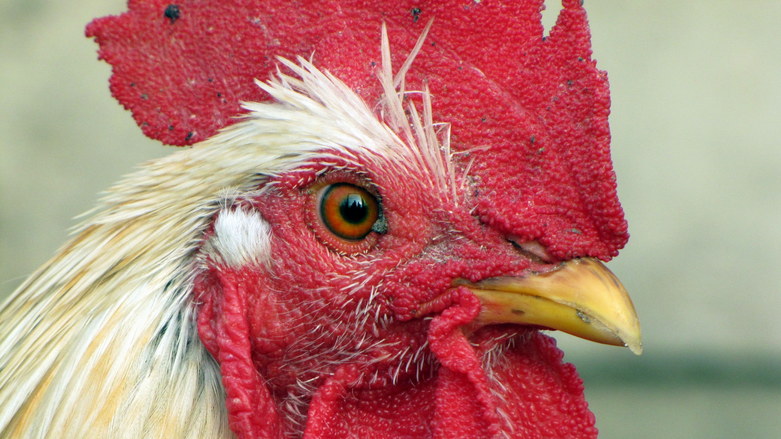 Wallpaper / chicken, bird, comb, beak, 4k free download