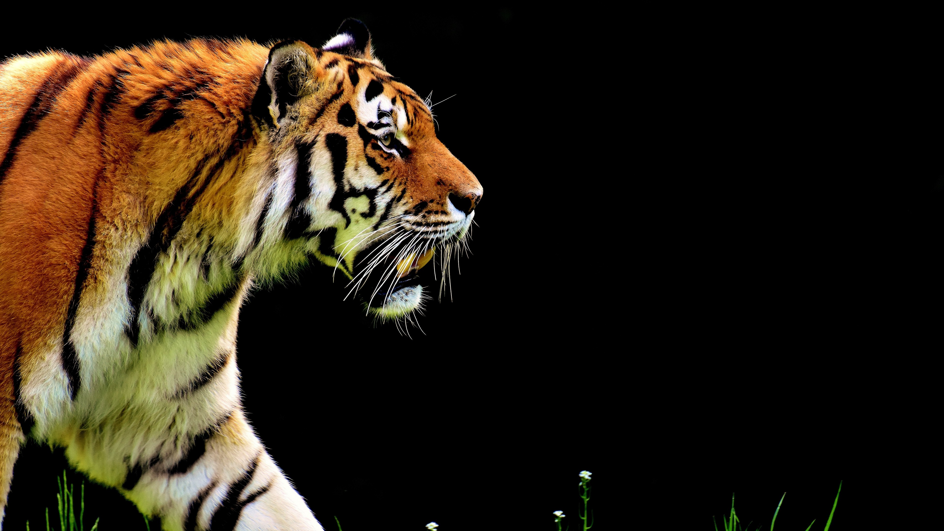 Wallpaper tiger, 4k, Animals