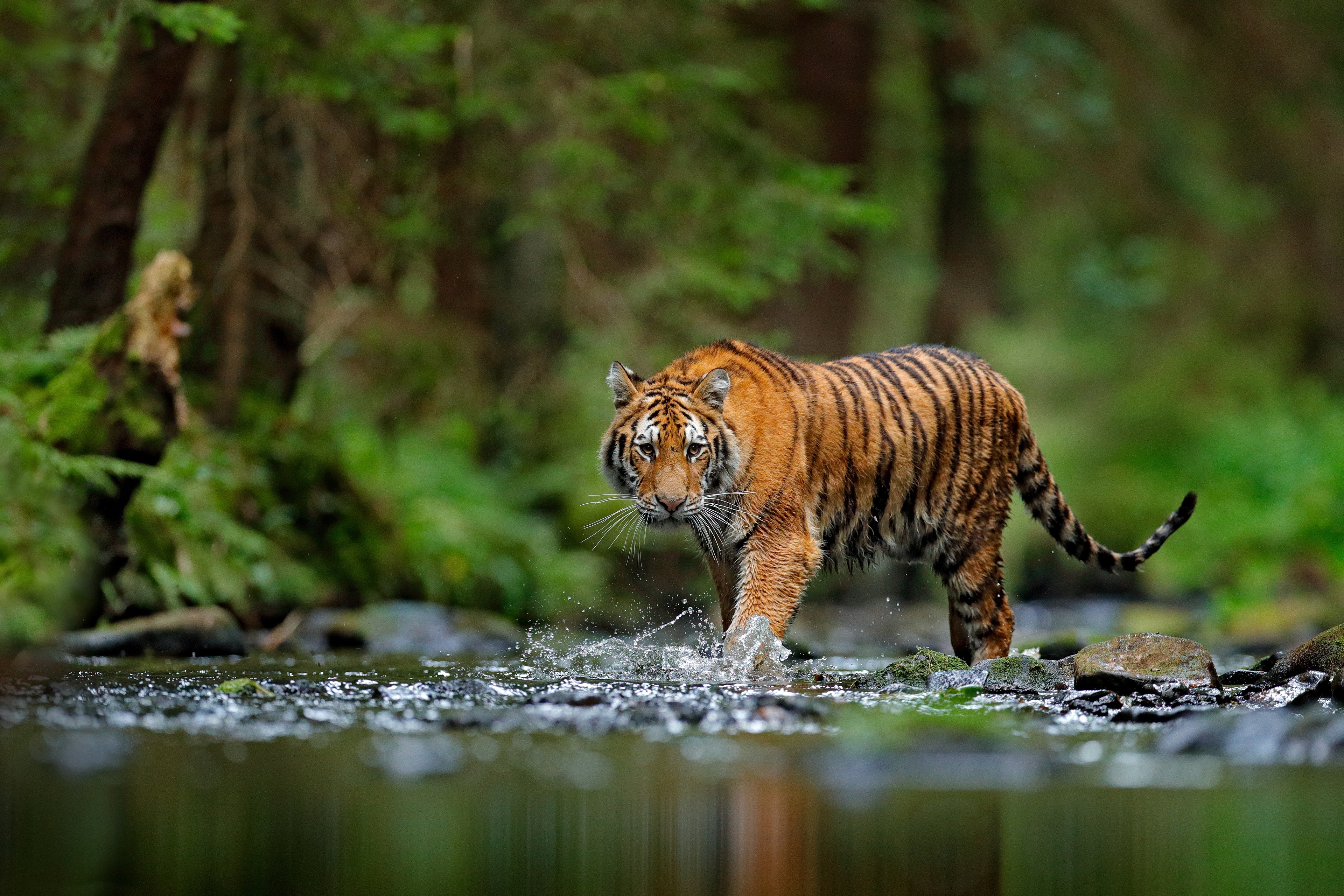 Tiger 4K Gallery HD Wallpaper