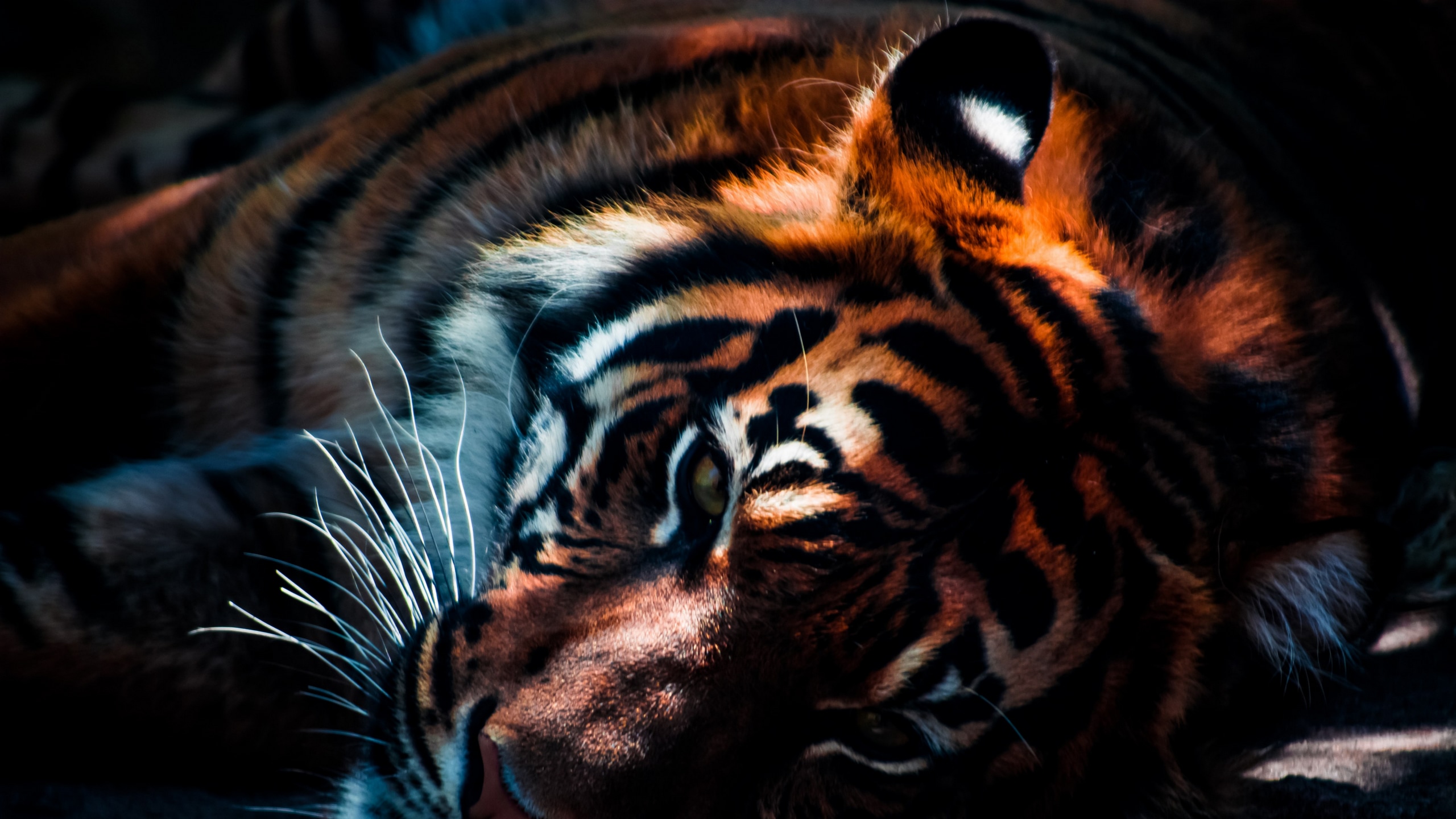 Wallpaper / tiger wildlife animal cat predator feline 4k wallpaper free download