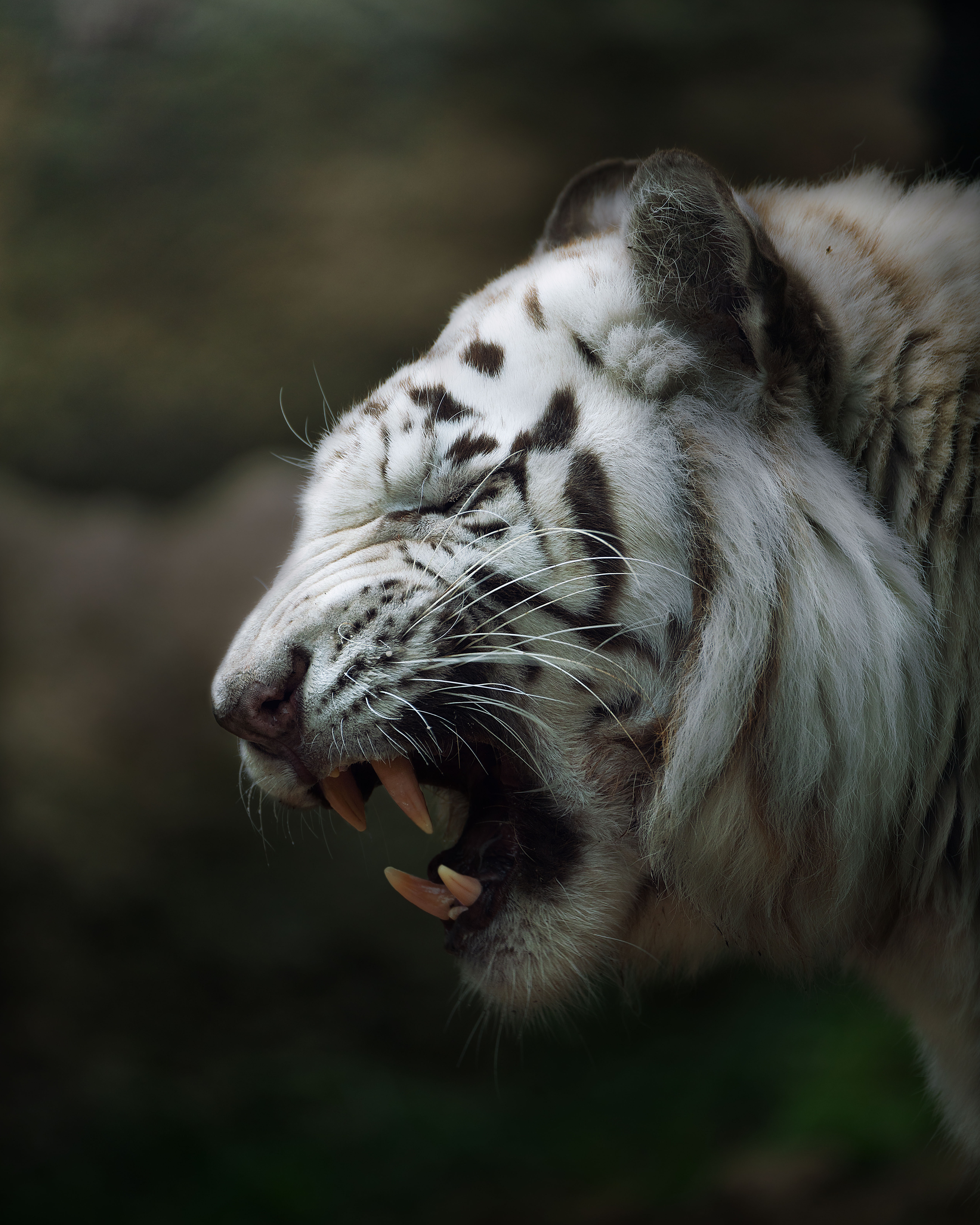 Best Tiger Image · 100% Free Downloads