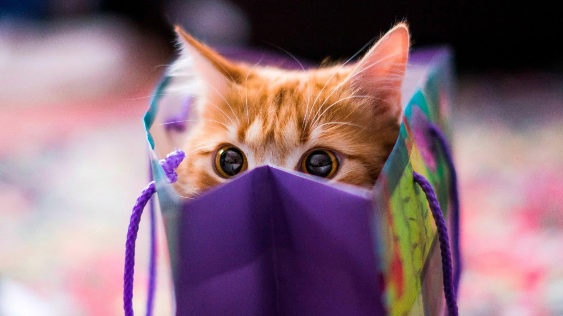 Kitty Wallpaper, Kitten, Cat, Cuteness, Funny, Bag, Peep, Peek, Animal