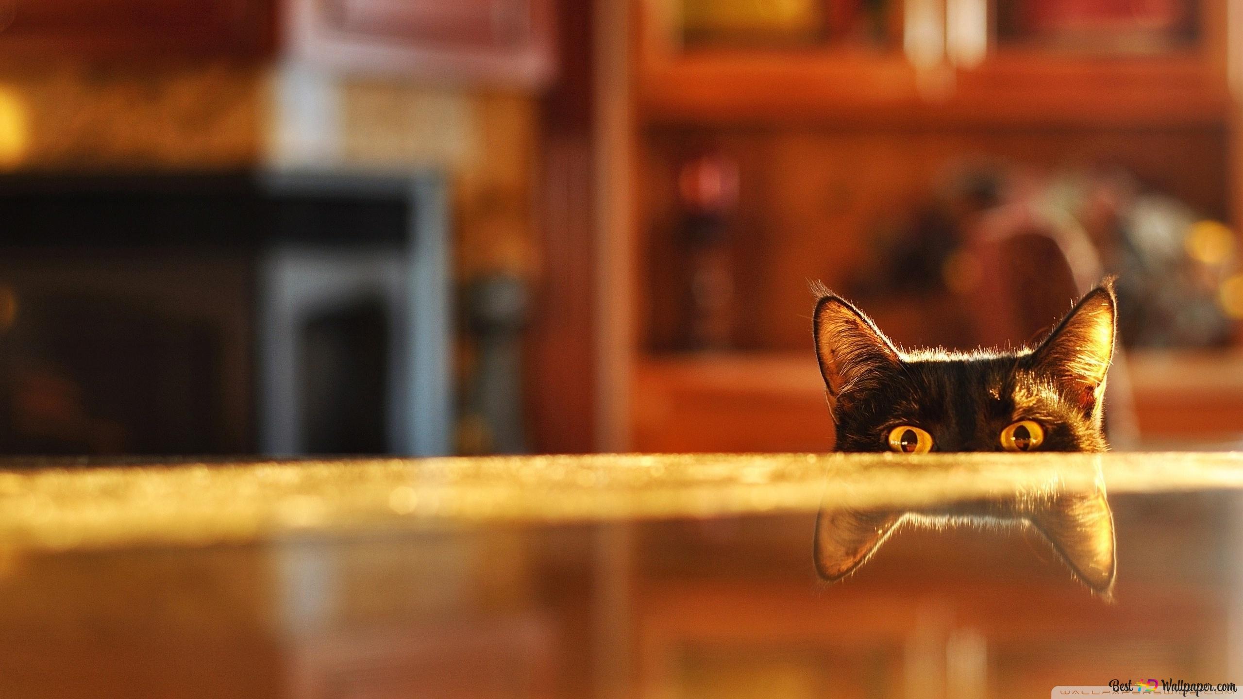 Pet black cat's curious gaze and ears reflected on the floor 2K wallpaper download