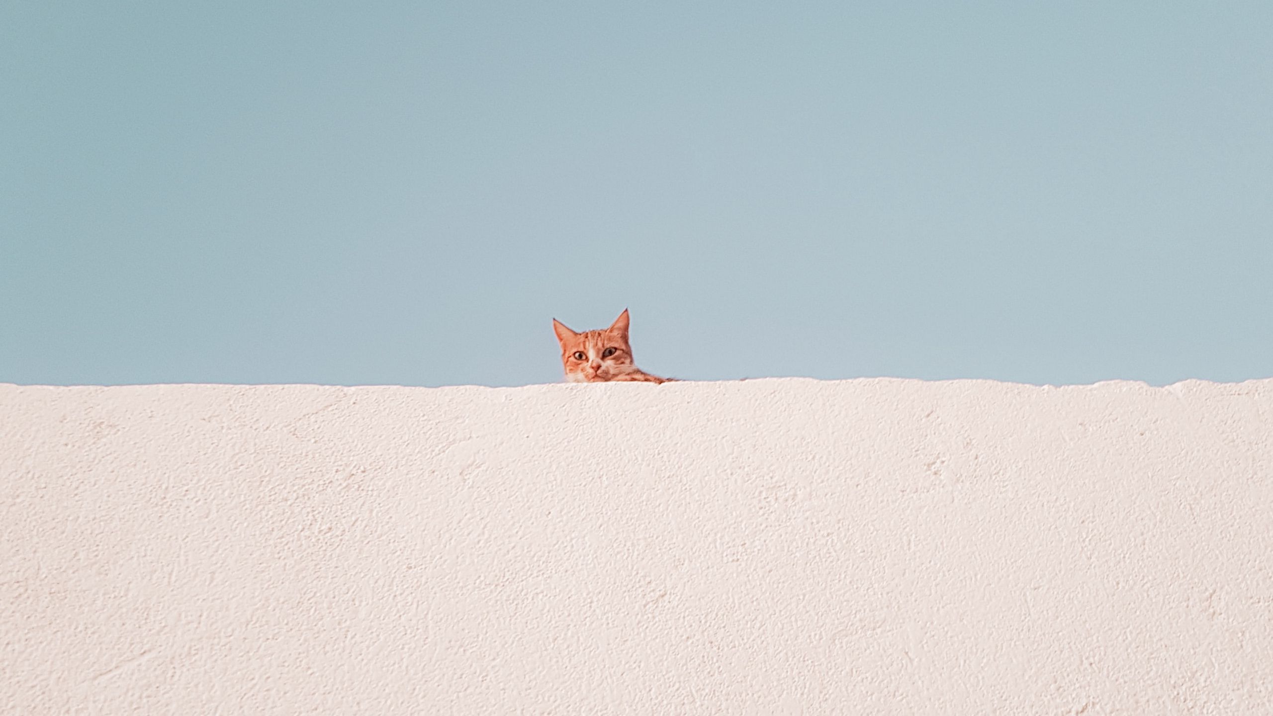 Download wallpaper 2560x1440 cat, wall, peeking, funny, minimalism widescreen 16:9 HD background