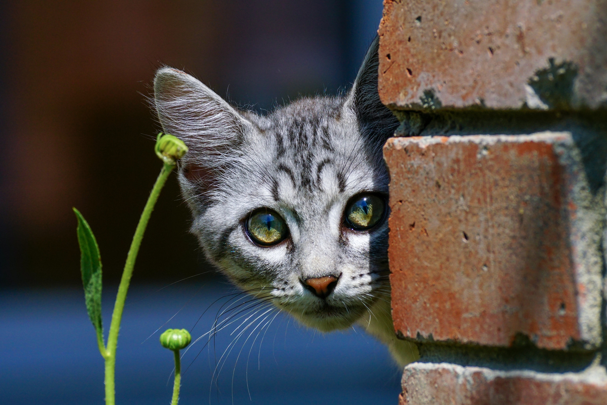 HD desktop wallpaper: Cats, Cat, Animal, Cute, Peeking download free picture