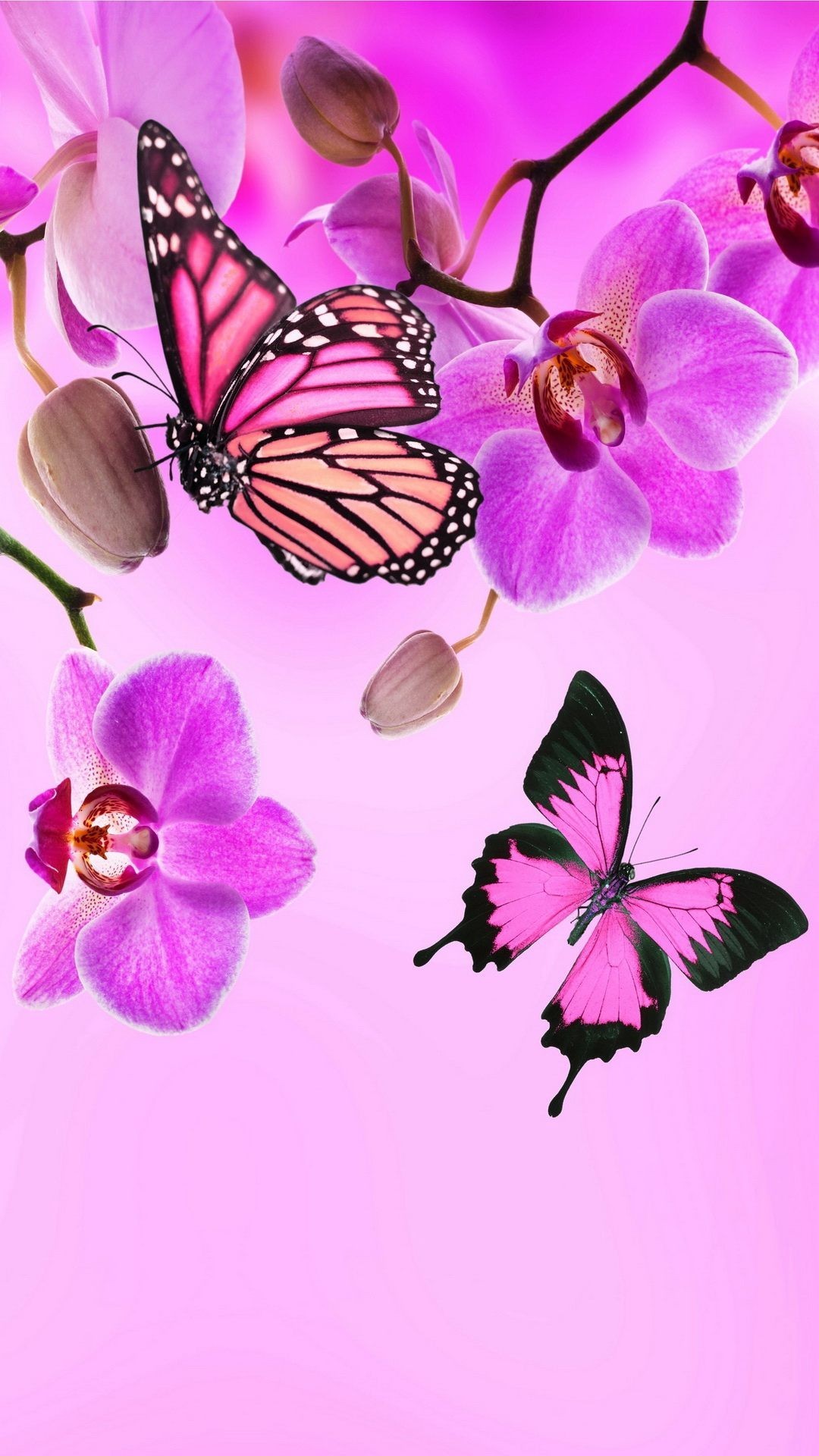 Pink Butterflies Wallpaper