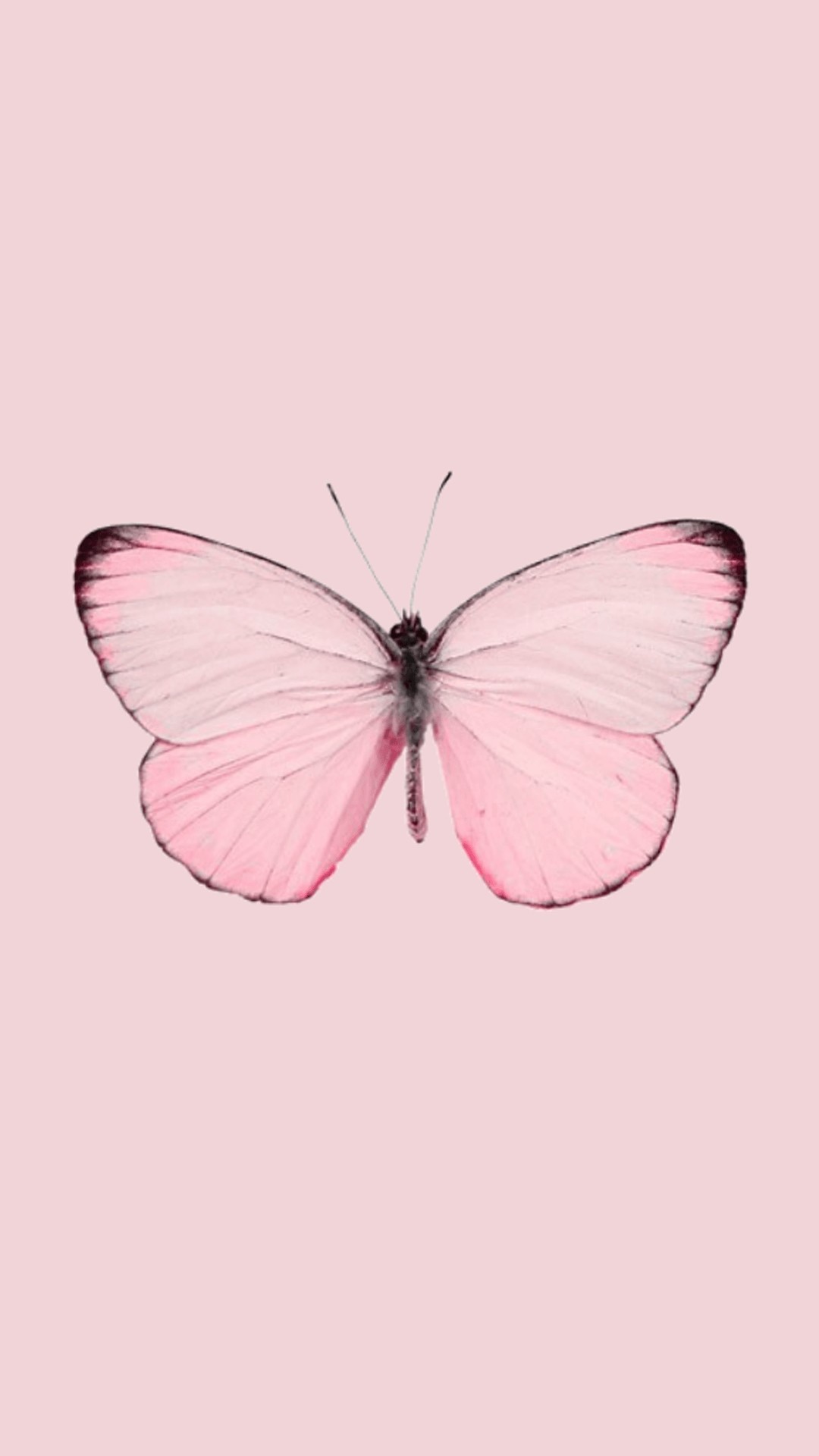 Aesthetic Butterfly iPhone Wallpaper