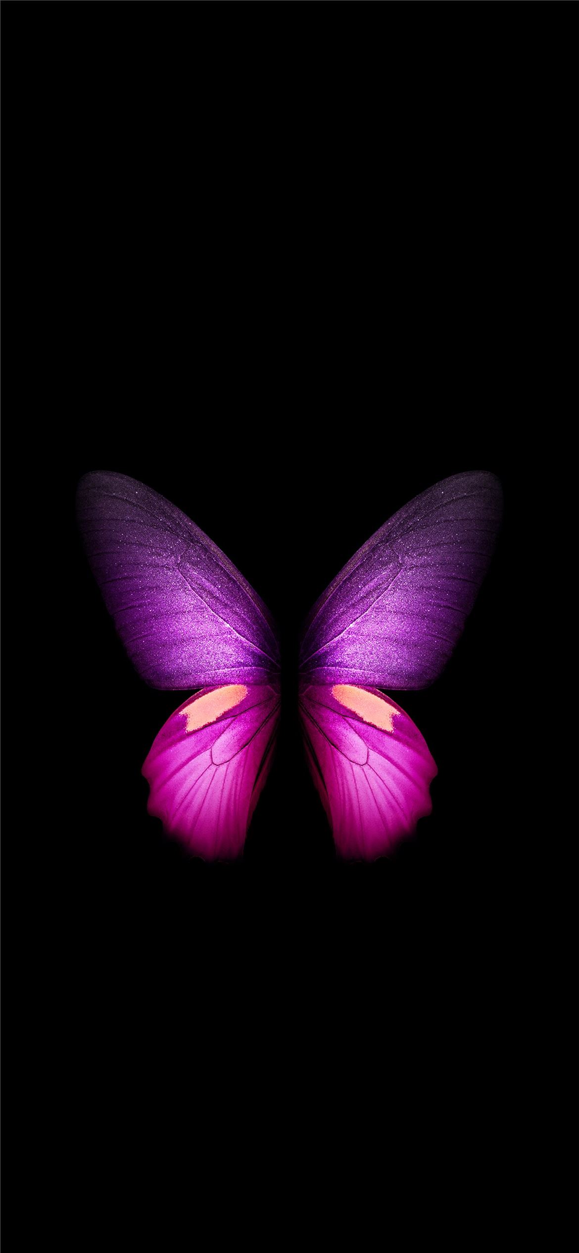 butterfly iPhone Wallpaper Free Download