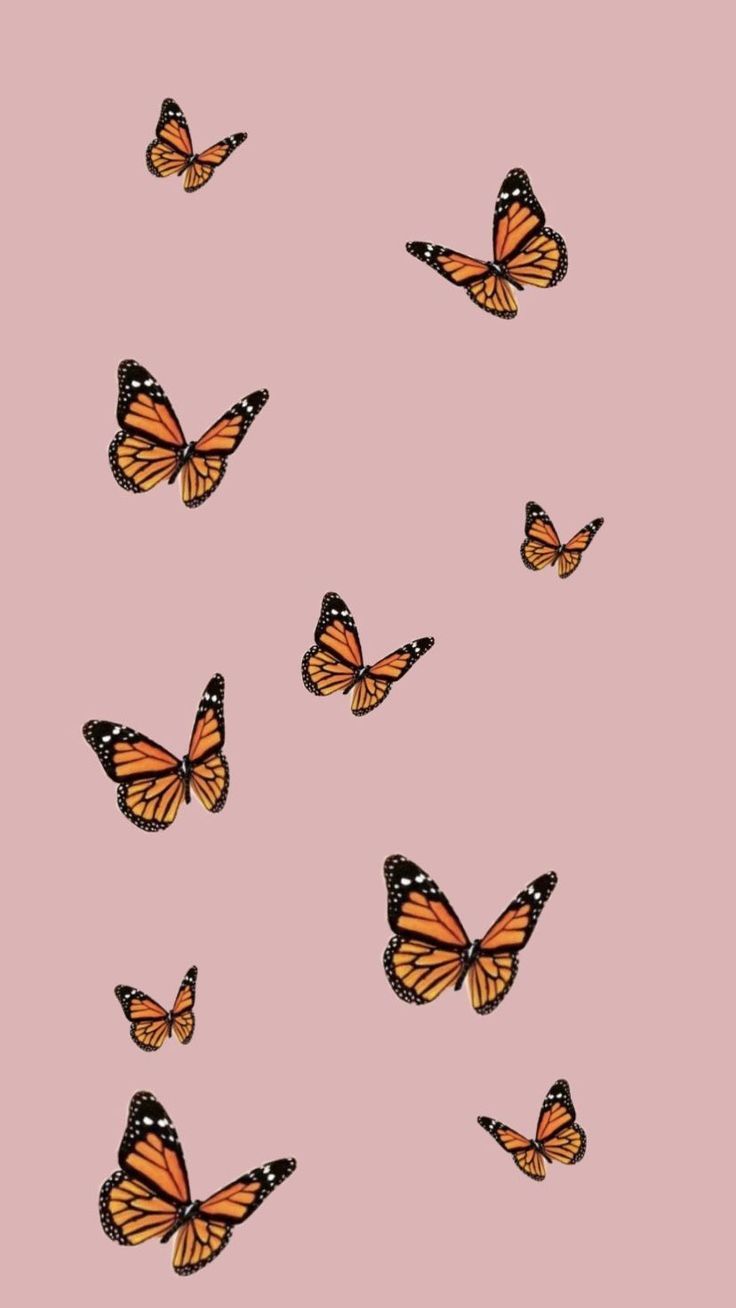 Pink Butterfly HD Wallpaper High Quality