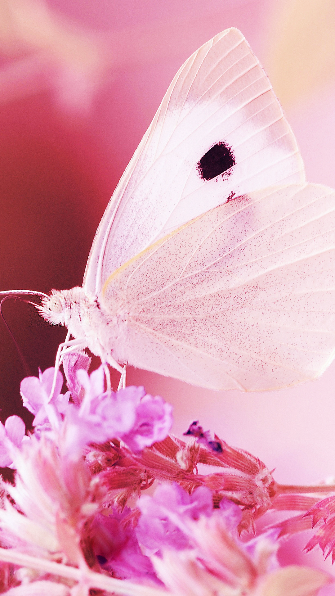 Pink Butterfly iPhone Wallpaper