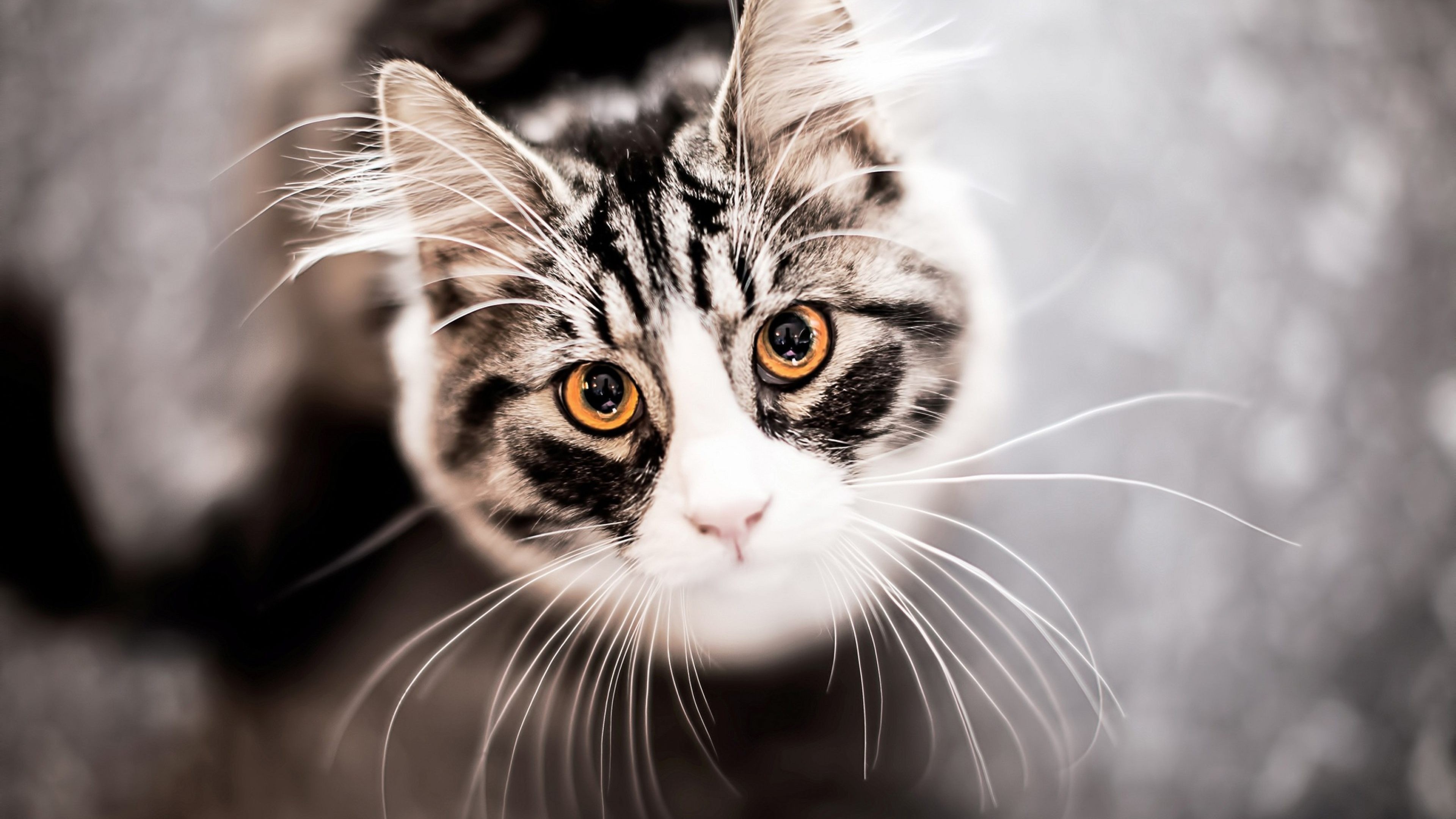 Wallpaper Kitty, kitten, cat, eyes, cute, gray, Animals