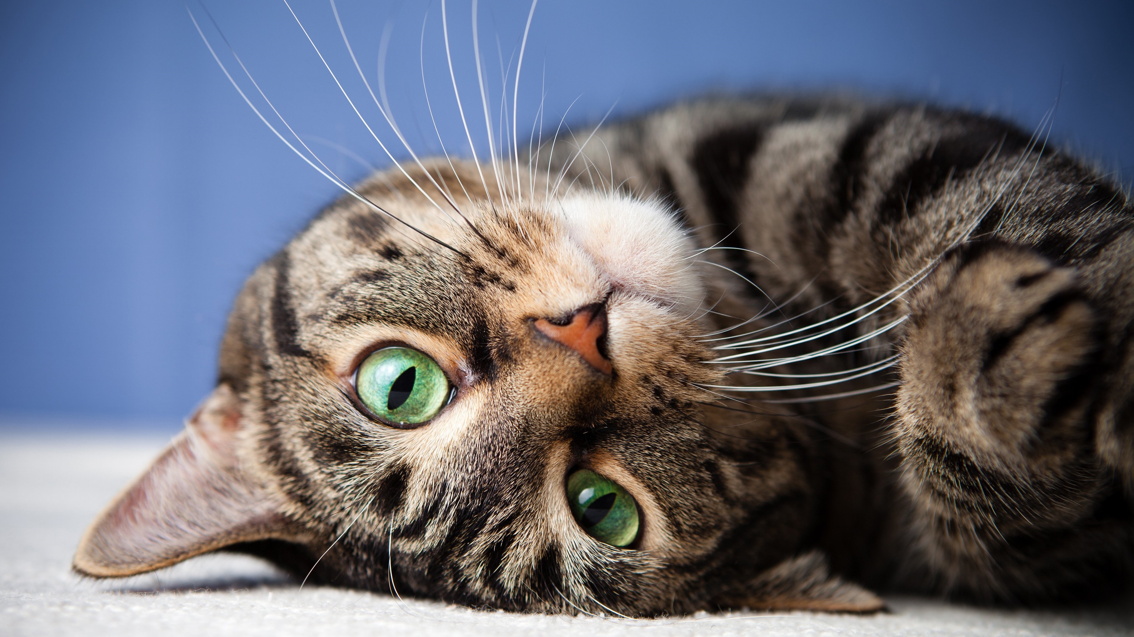 HD desktop wallpaper: Cats, Cat, Animal, Cute, Green Eyes download free picture
