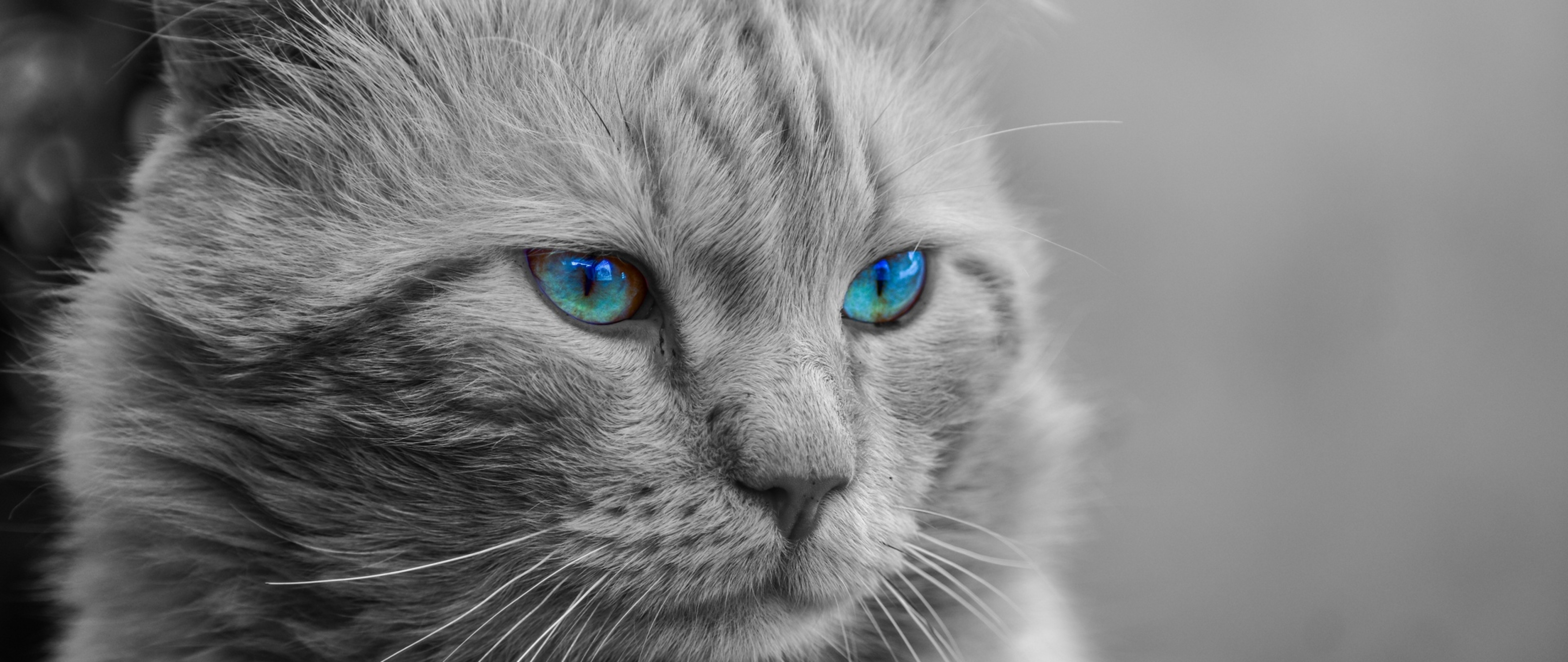 Persian cat HD Wallpaper 4K Ultra HD Wide TV