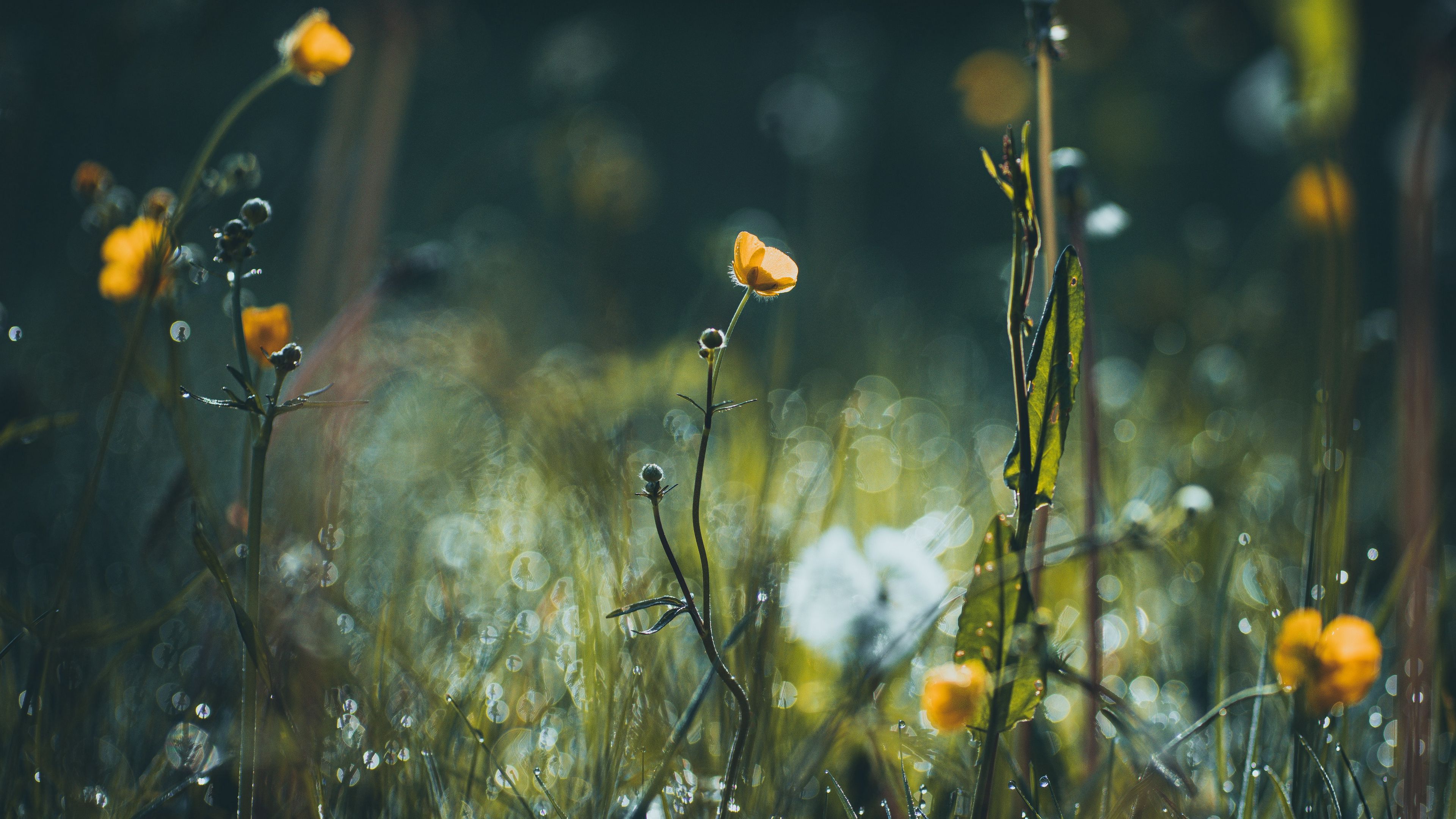 Focus 1080P, 2k, 4k Full HD Wallpaper, Background Free Download