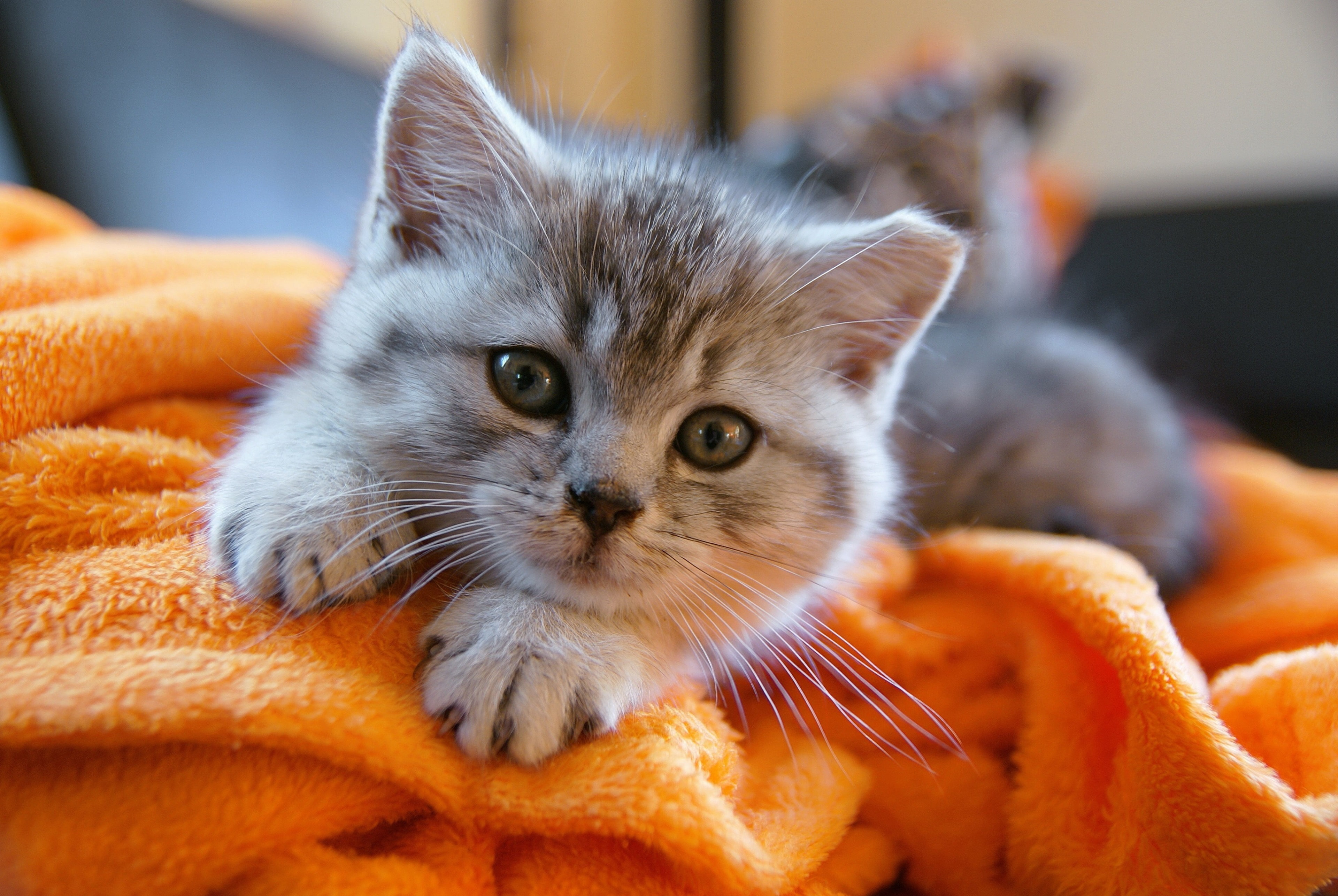 cat 4k HD quality desktop 1080P, 2k, 4k Full HD Wallpaper, Background Free Download