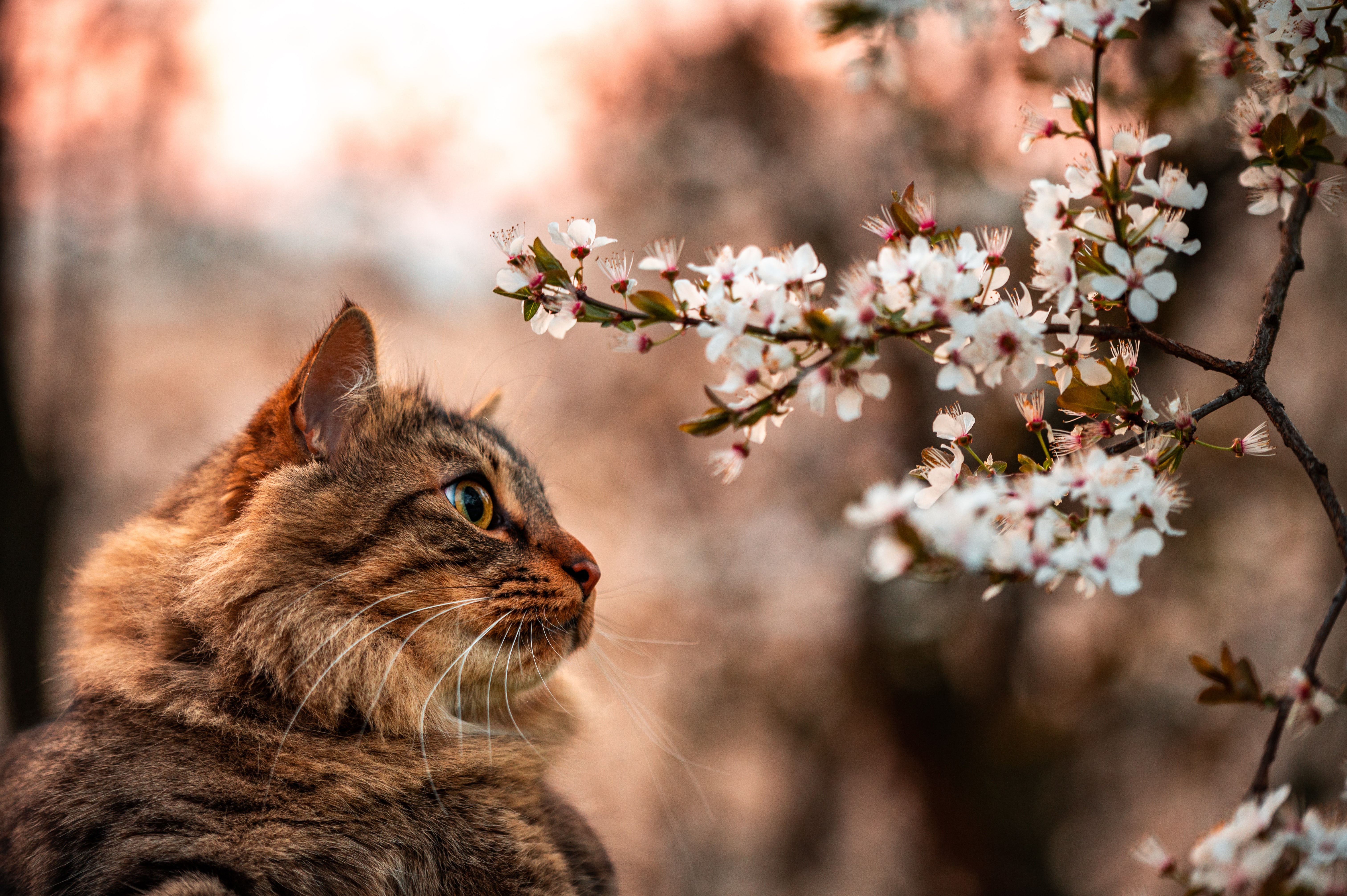 Cat 4K Gallery HD Wallpaper