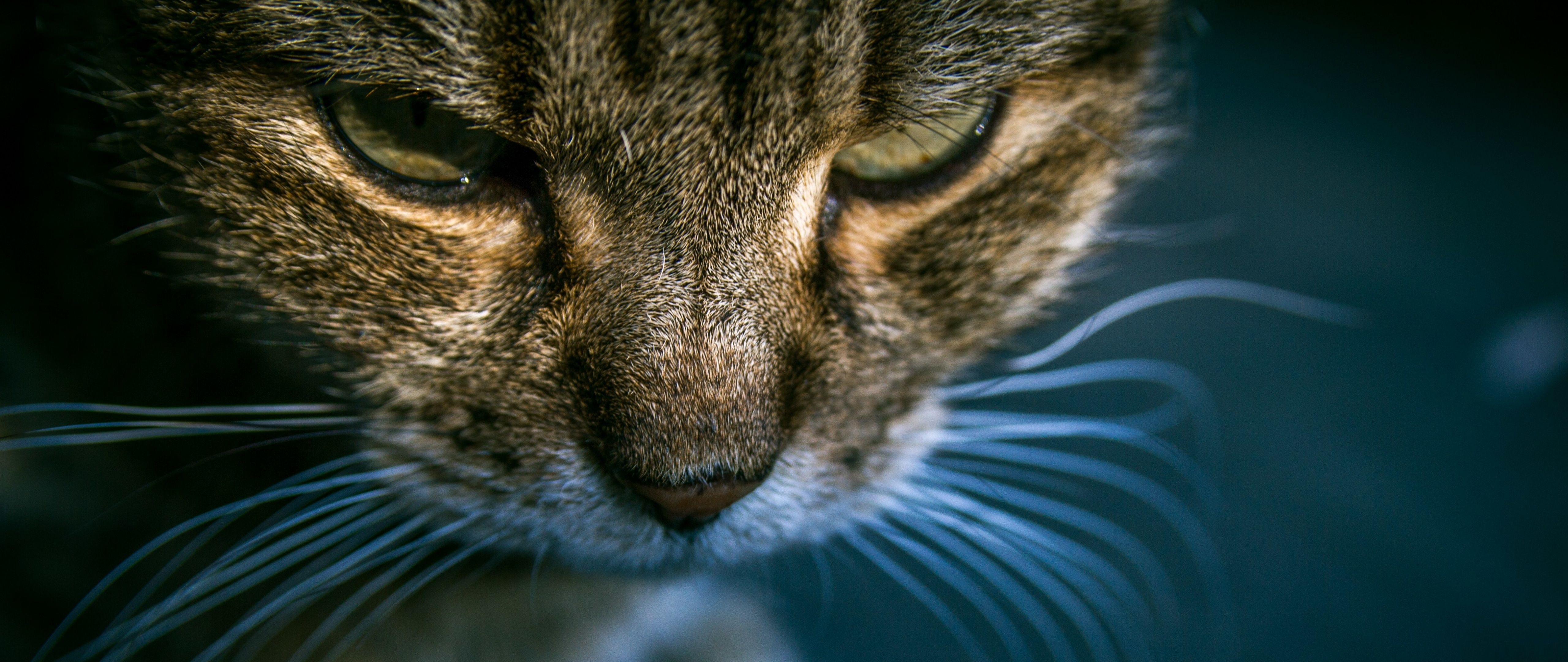 Cats Wallpaper HD High Resolution for Desktop