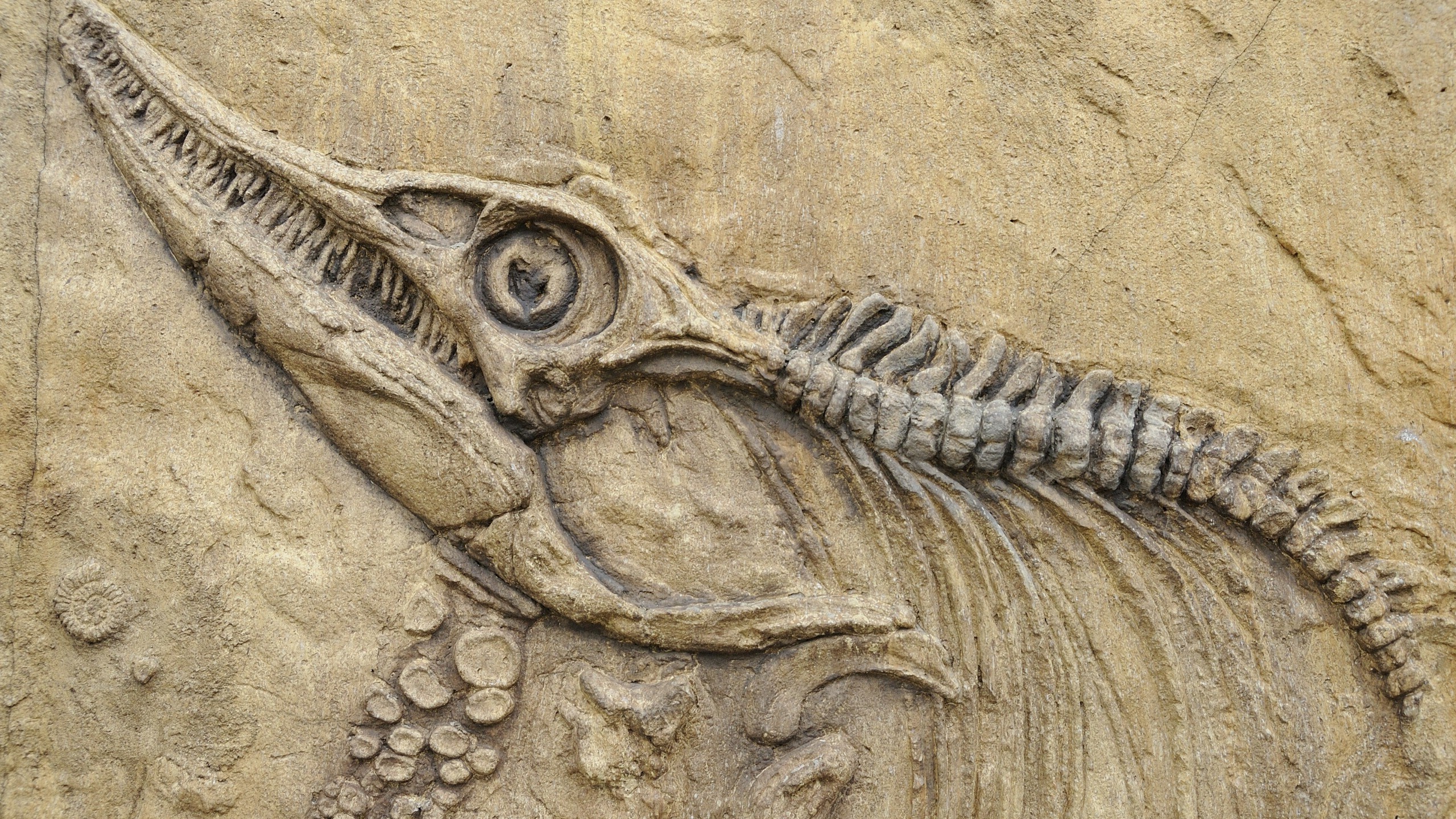 Wallpaper, 2560x1440 px, animals, birds, bones, dinosaurs, fangs, fossil, nature, prehistoric, skull, spine, stone 2560x1440