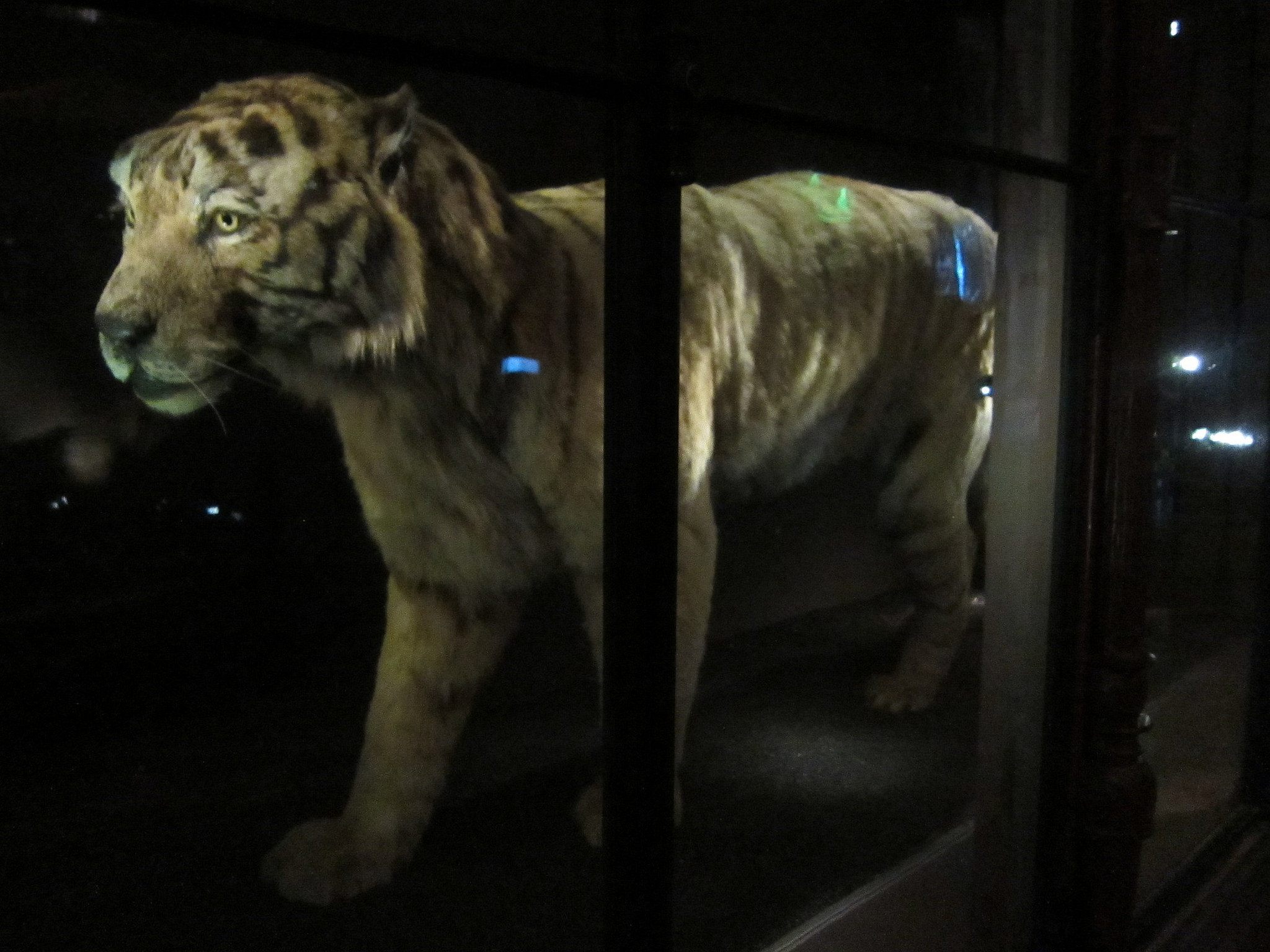 All That Remains: A Haunting Gallery of Extinct Animals in Paris
