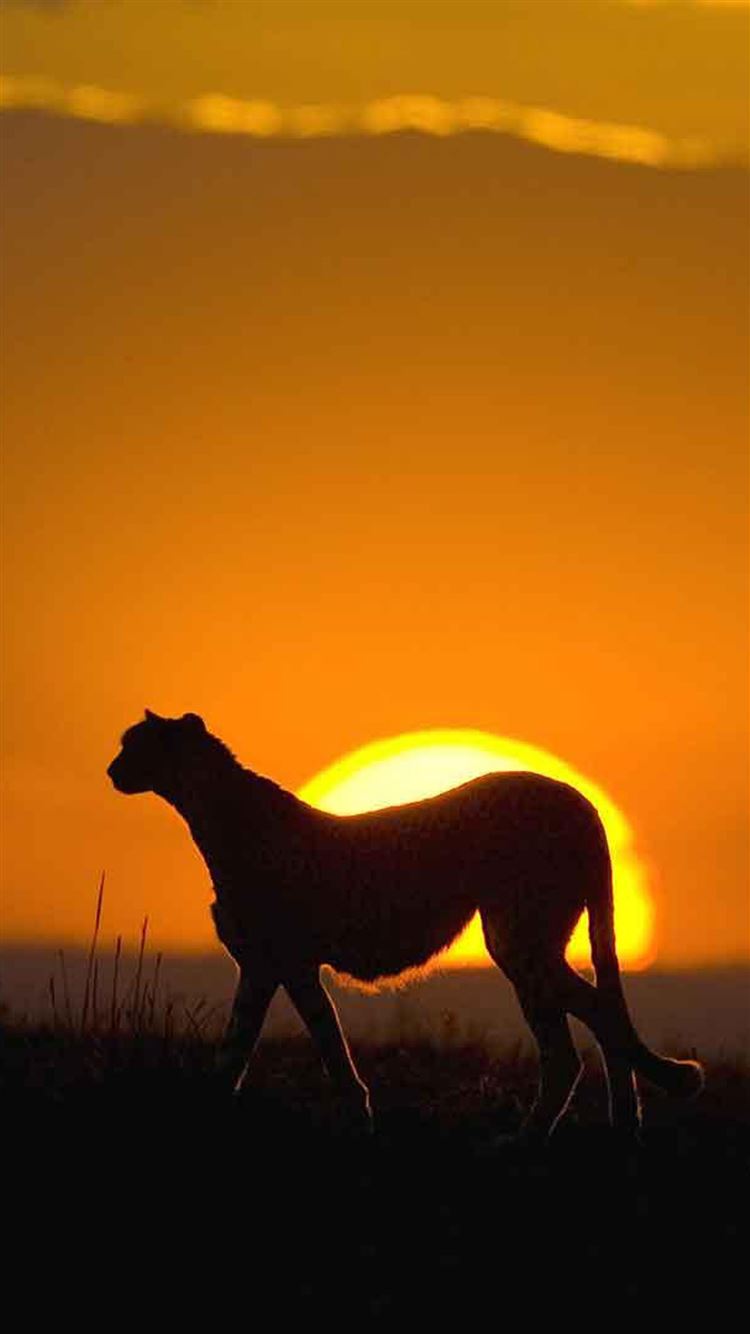 African Leopard Sunset Grassland Landscape iPhone 8 Wallpaper Free Download