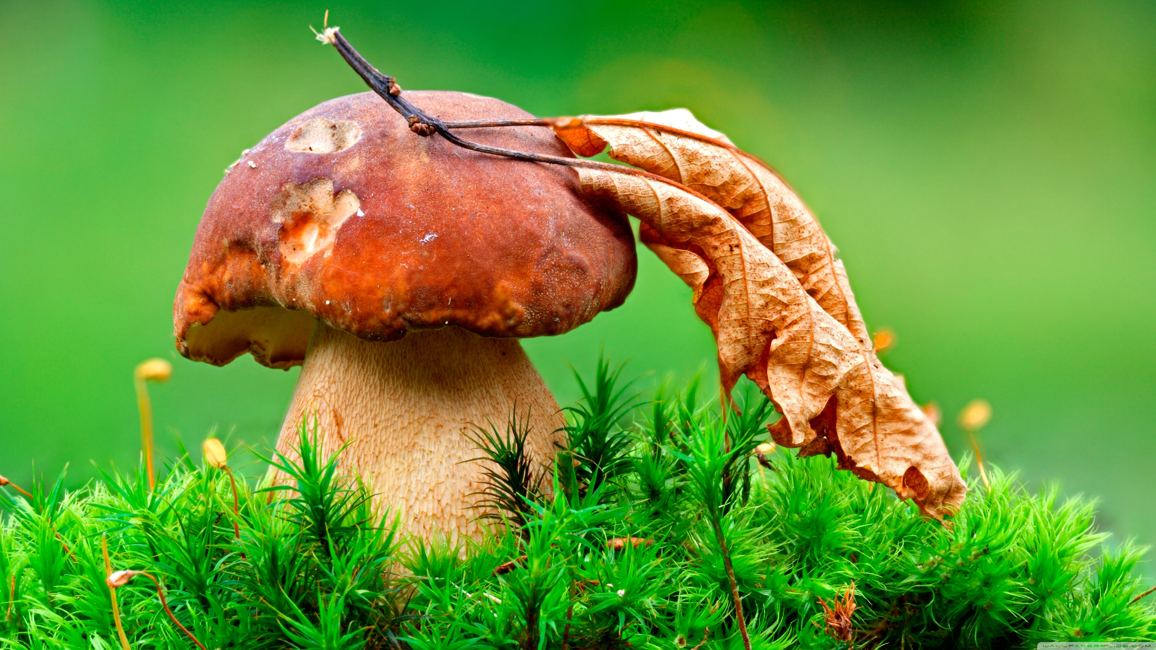 Macro Mushroom 4K UHD Wallpaper for UltraHD Desktop and TV, Smartphone and Tablet Devices