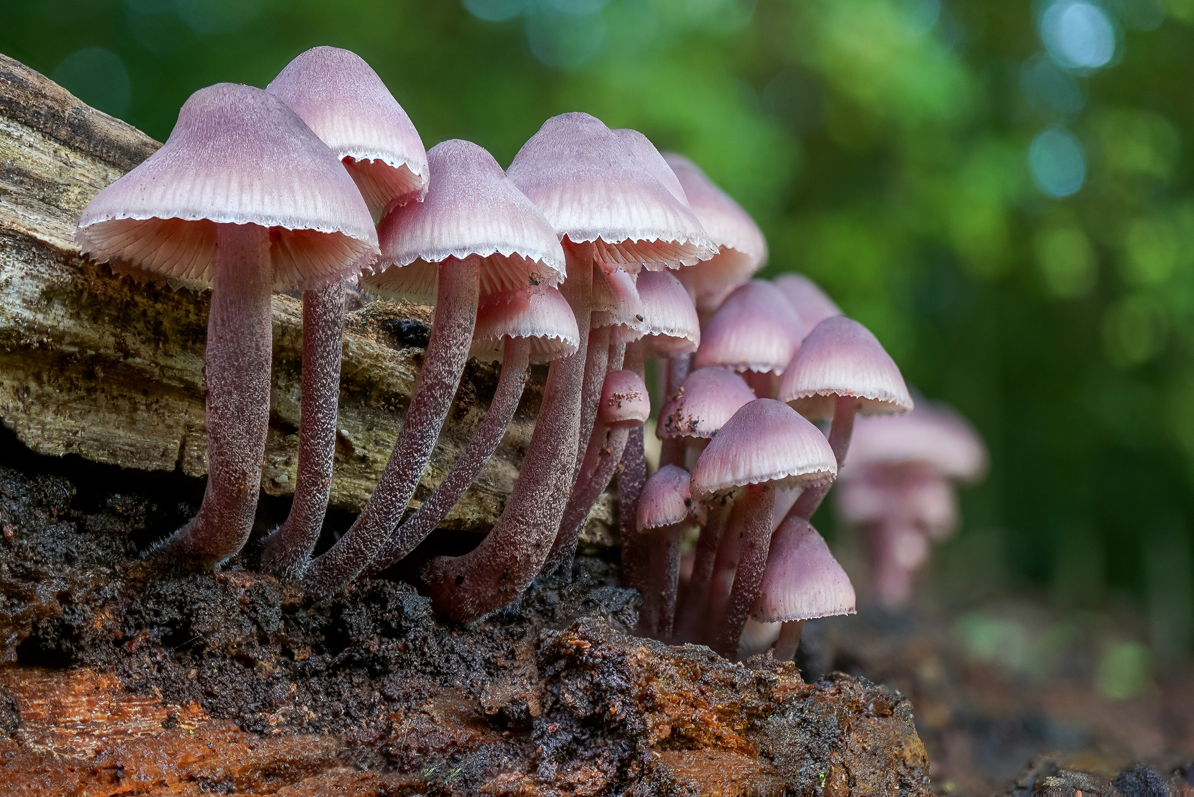 Mushroom 4K, Macro, Nature Gallery HD Wallpaper