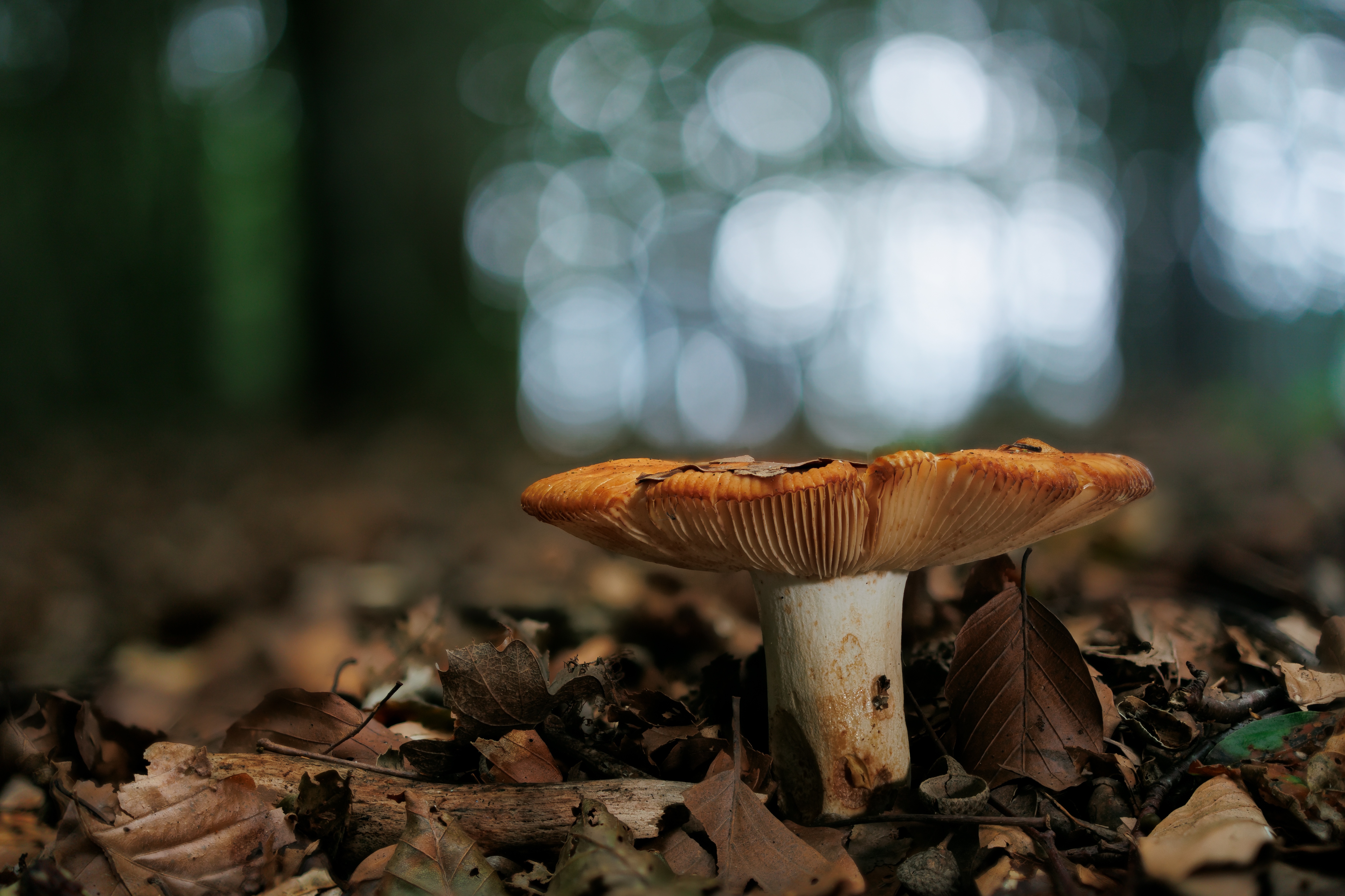 4K Mushroom Wallpaper and Background Image